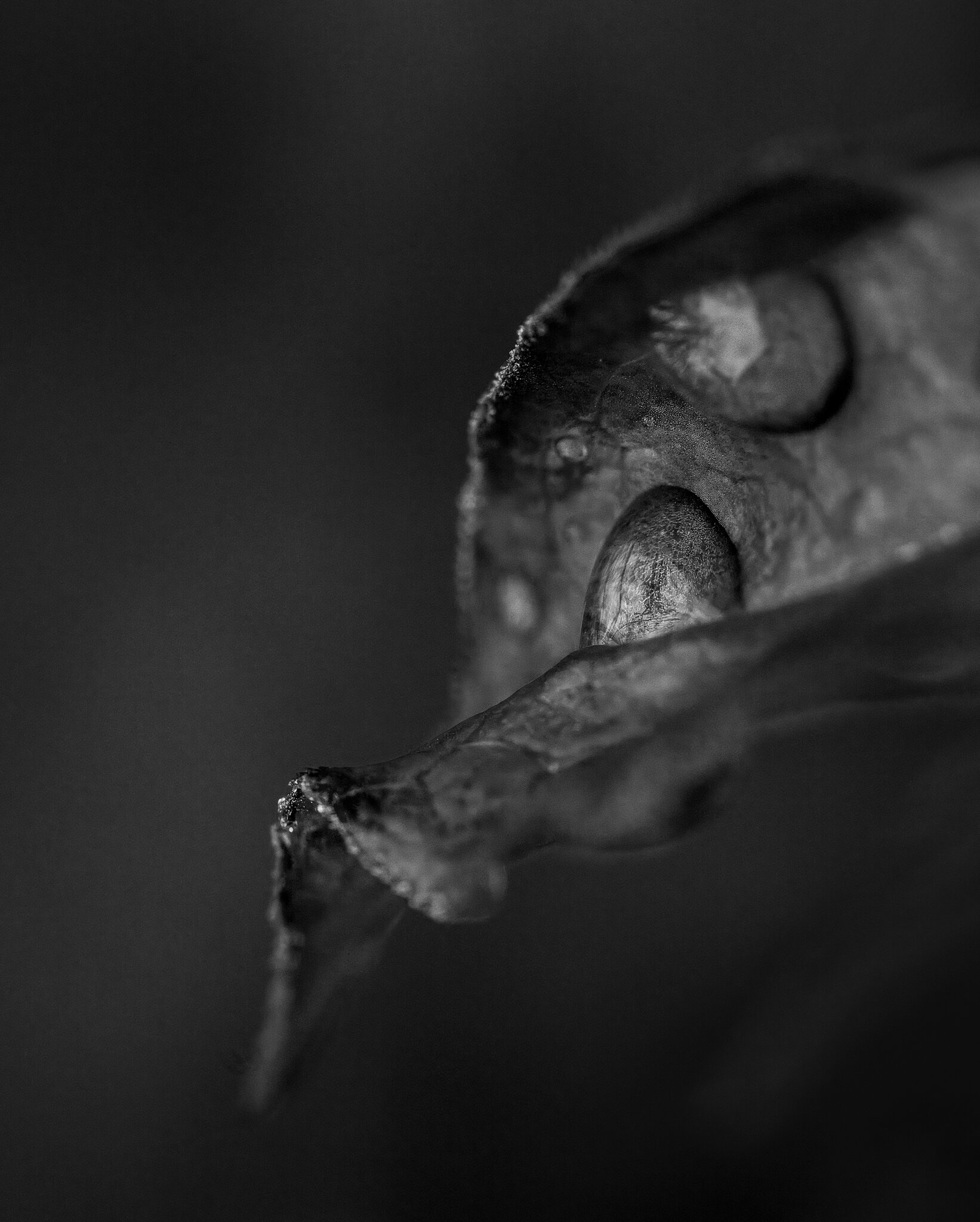 3316v3BW.jpg