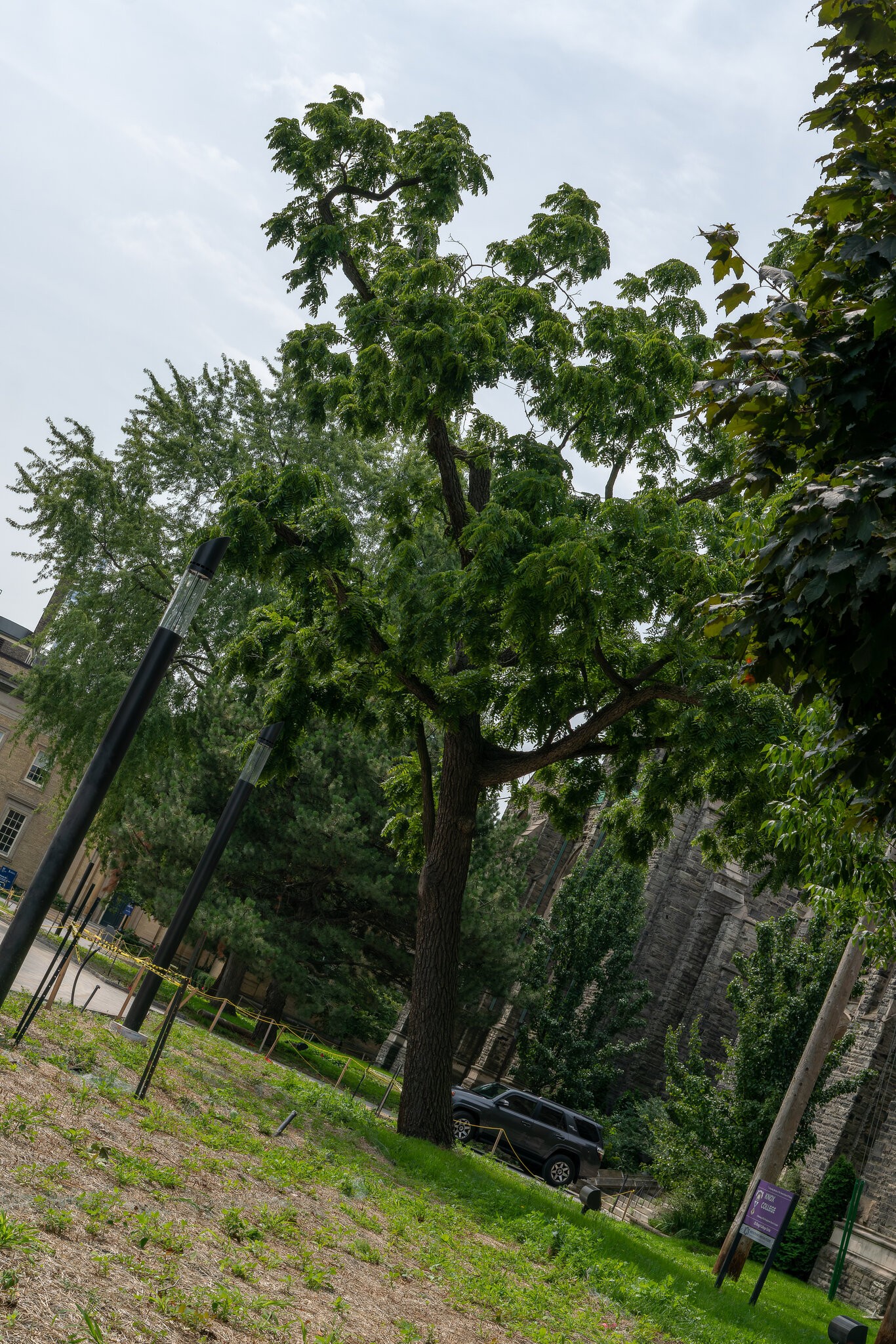 4. Tree.jpg
