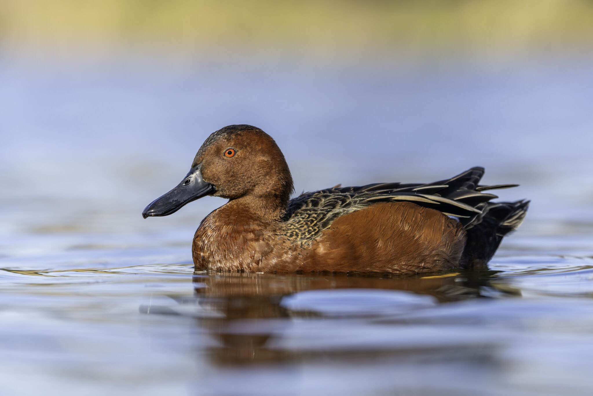 55061265808_2ce564a6db_o (1).jpg