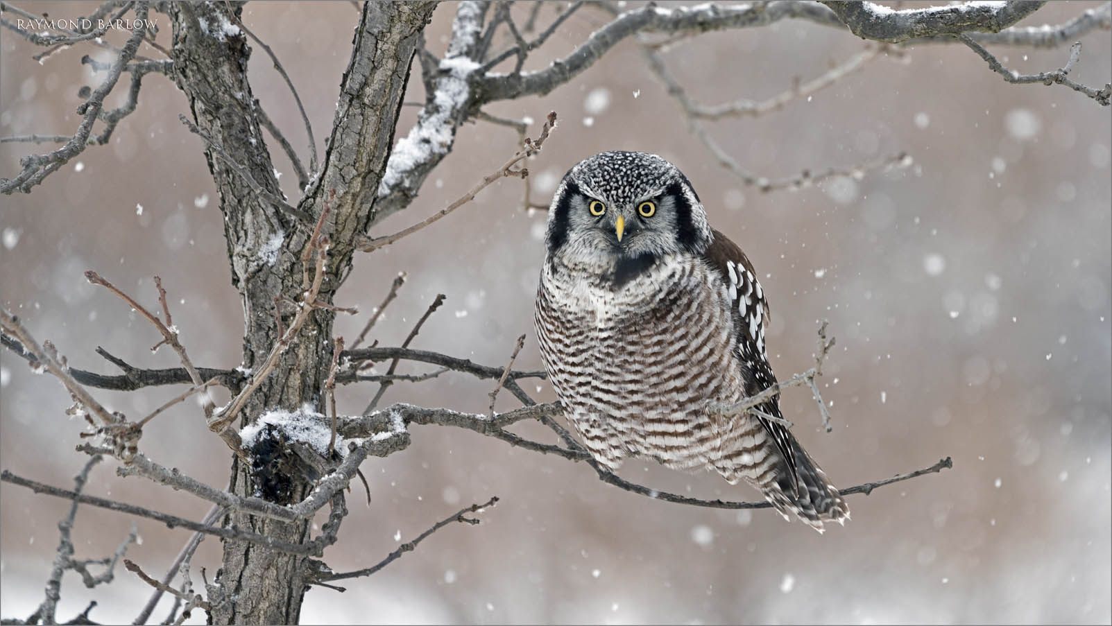 7R403740 Northern Hawk Owl with snowfall 1600 share .jpg