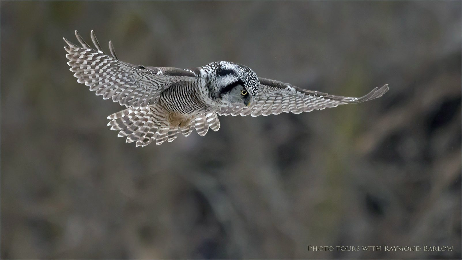 7R404525 Northern hawk Owl Hovering 1-2 1600 share   .jpg