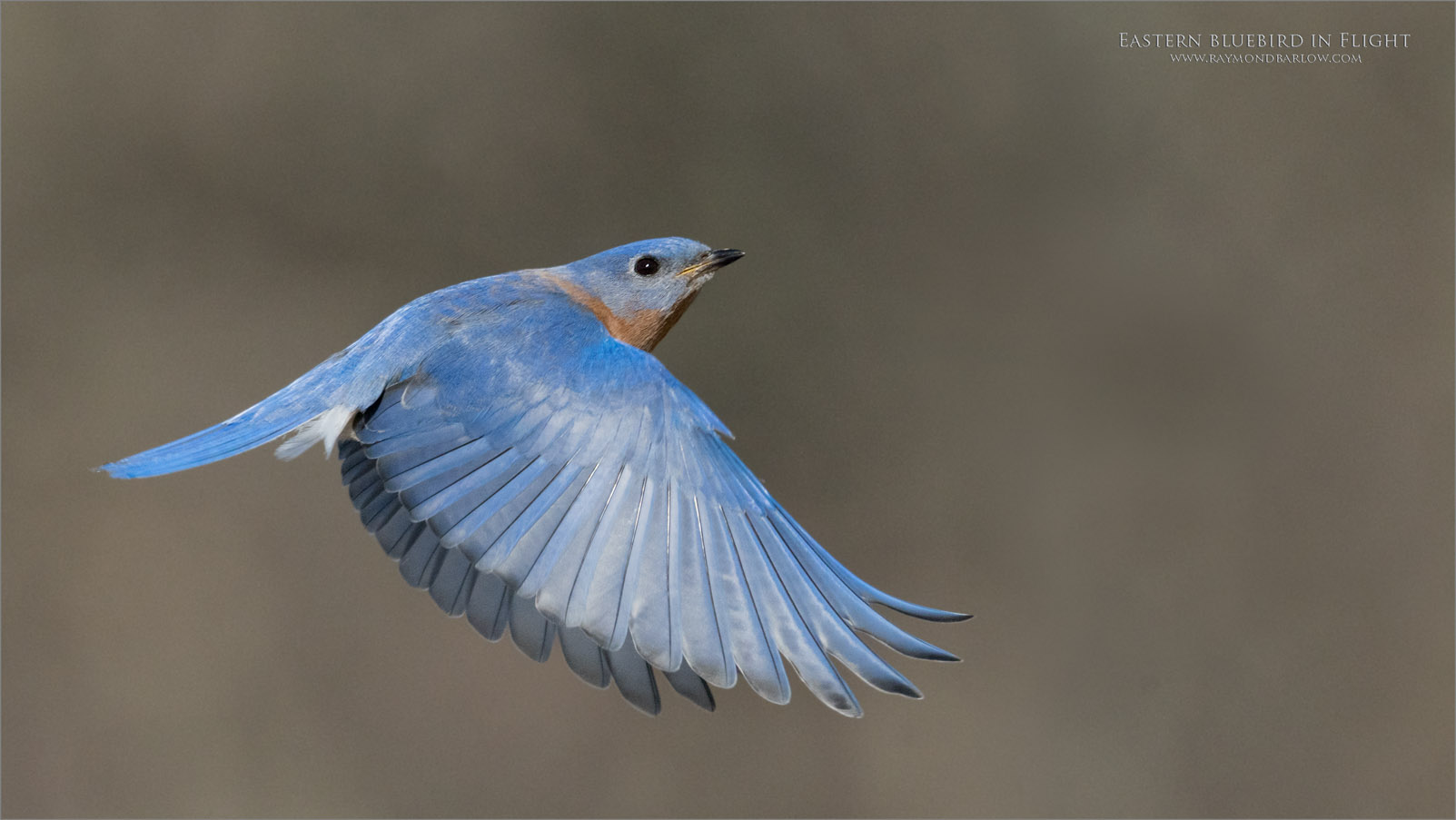 7R407841 Eastern bluebird in Flight 1600 share .jpg