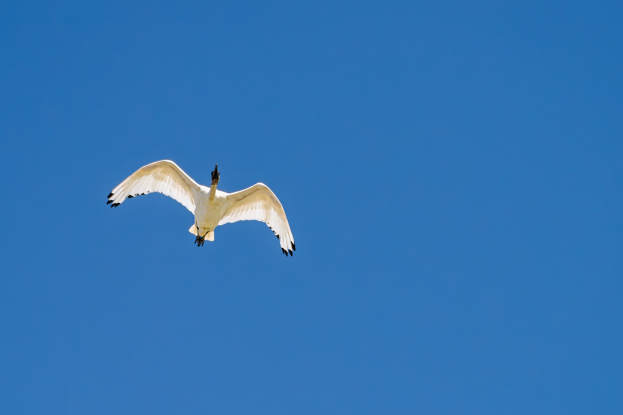 _7RV4742_Australian_Ibis.jpg