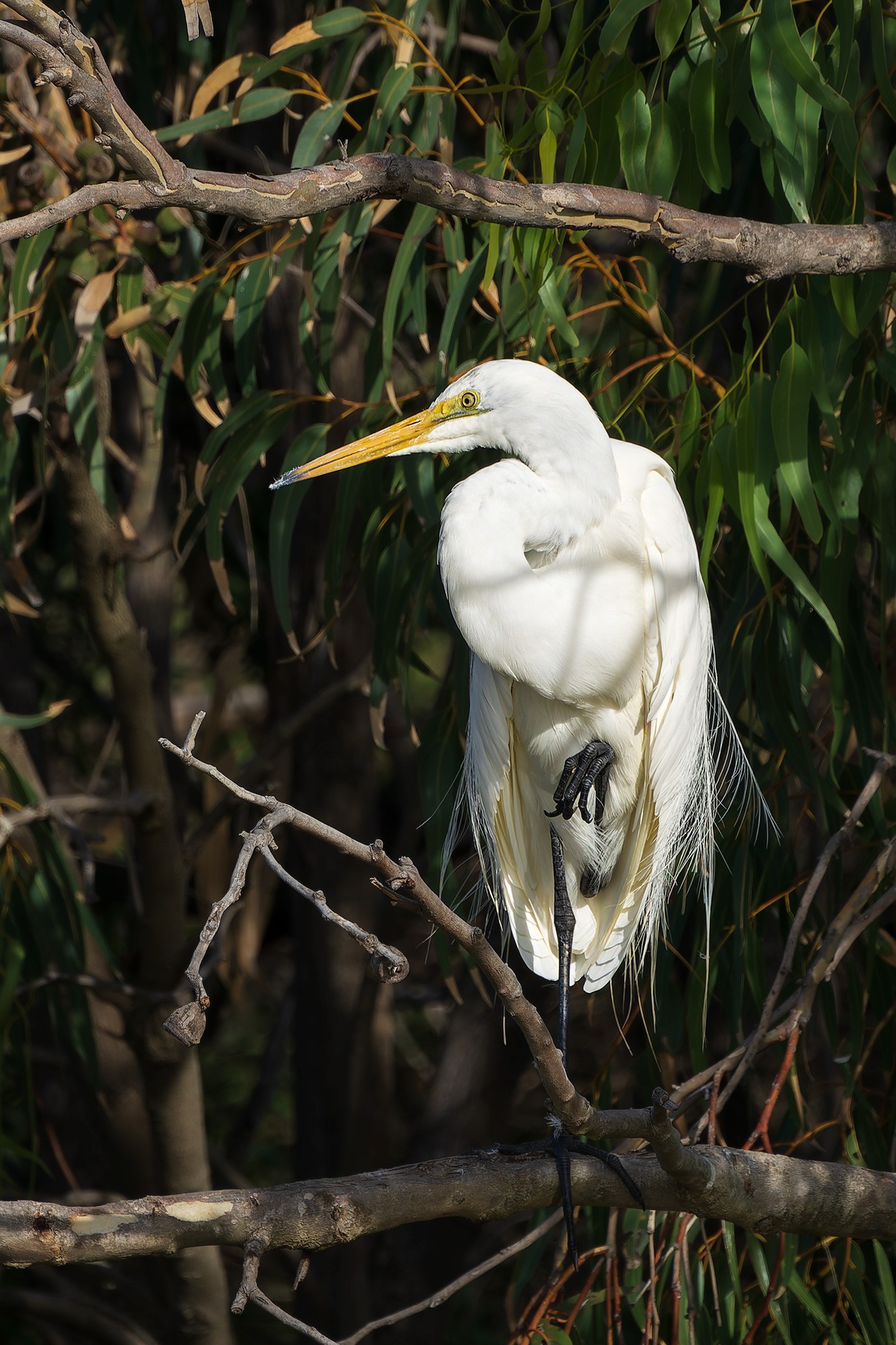 _7RV4795_Great_Egret_1.jpg