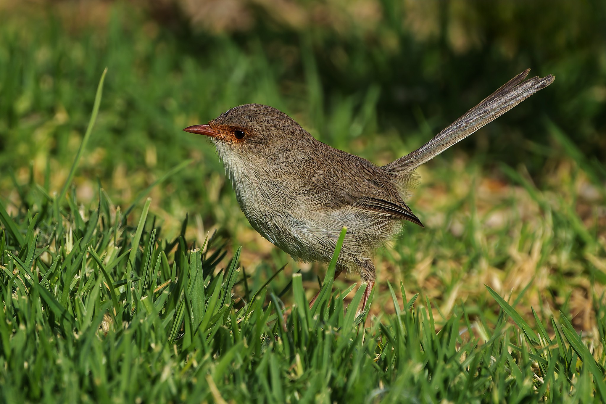 _7RV4816_Superb_Fairywren_Female.jpg
