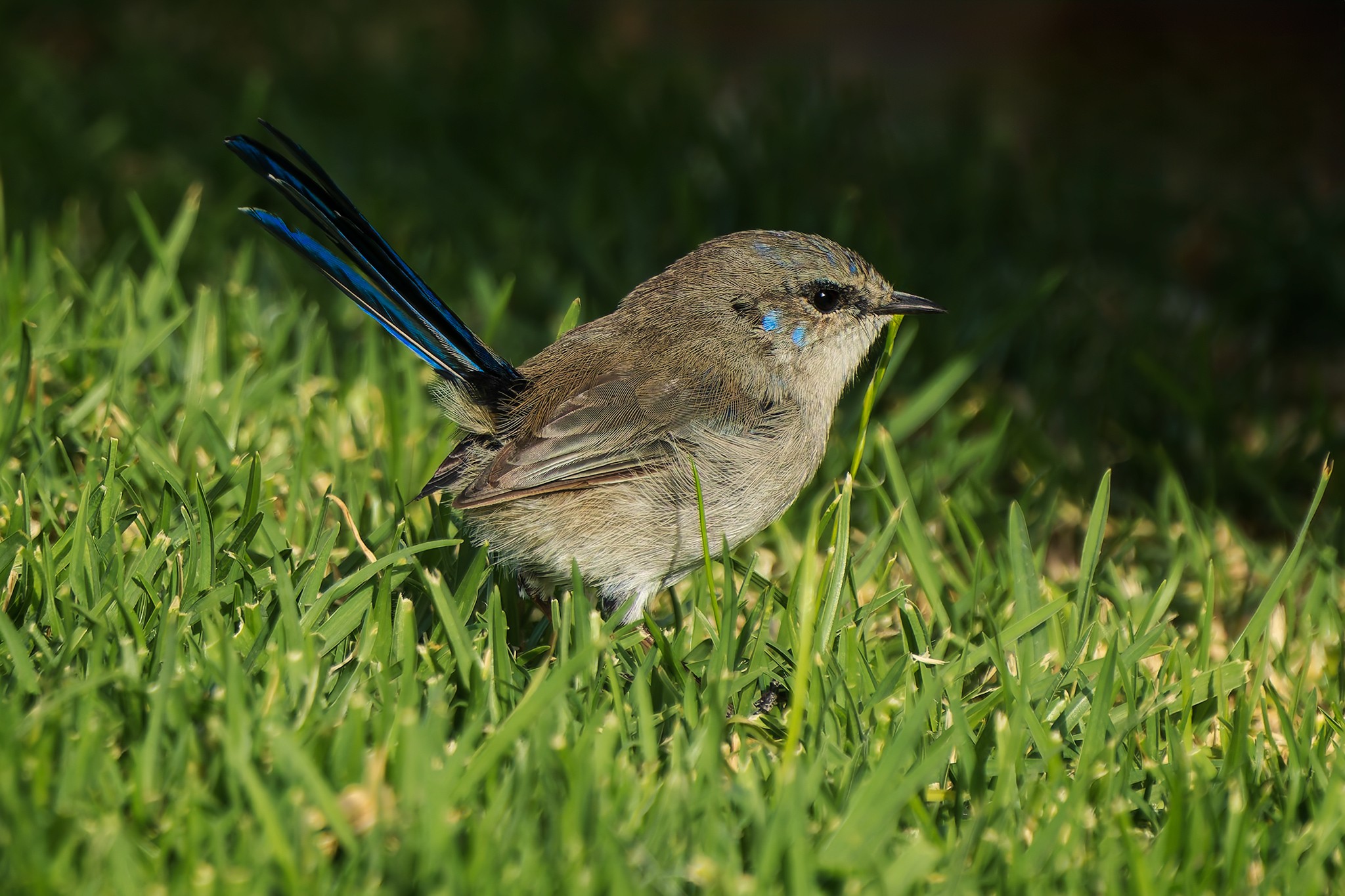 _7RV4854_Superb_Fairywren_Male.jpg