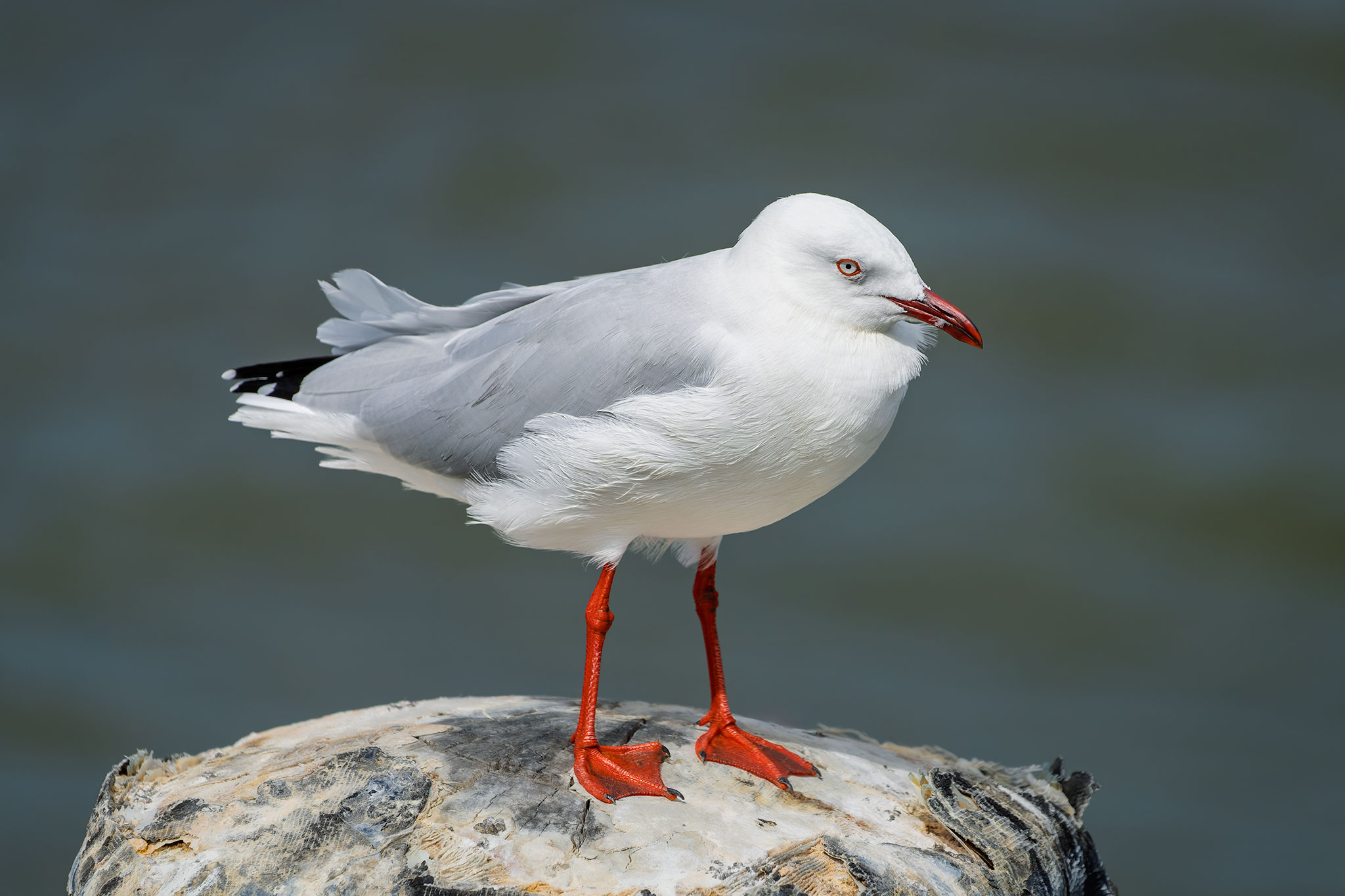 _7RV5353_Silver_Gull.jpg