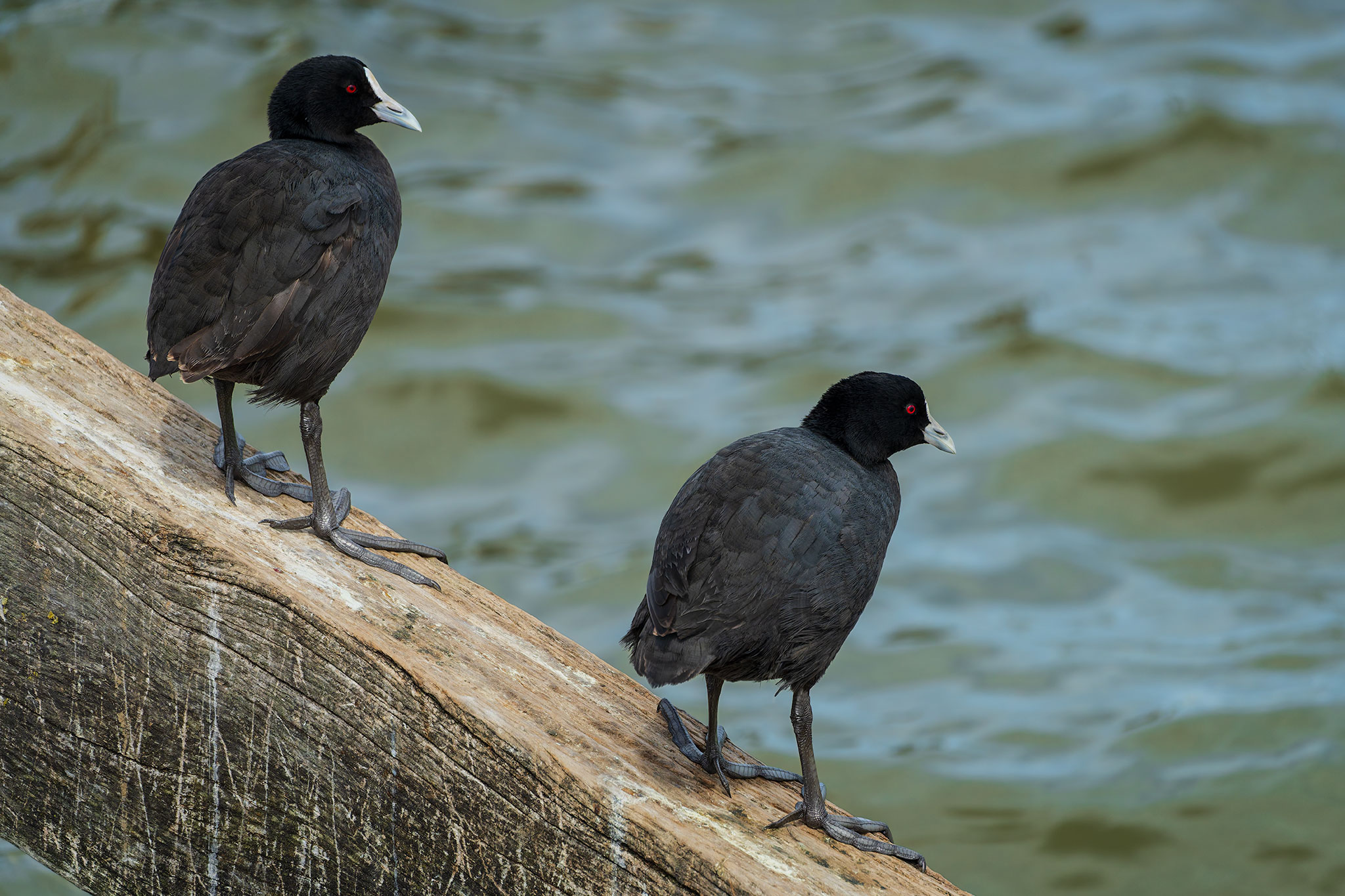 _7RV5426_Eurasian_Coot.jpg