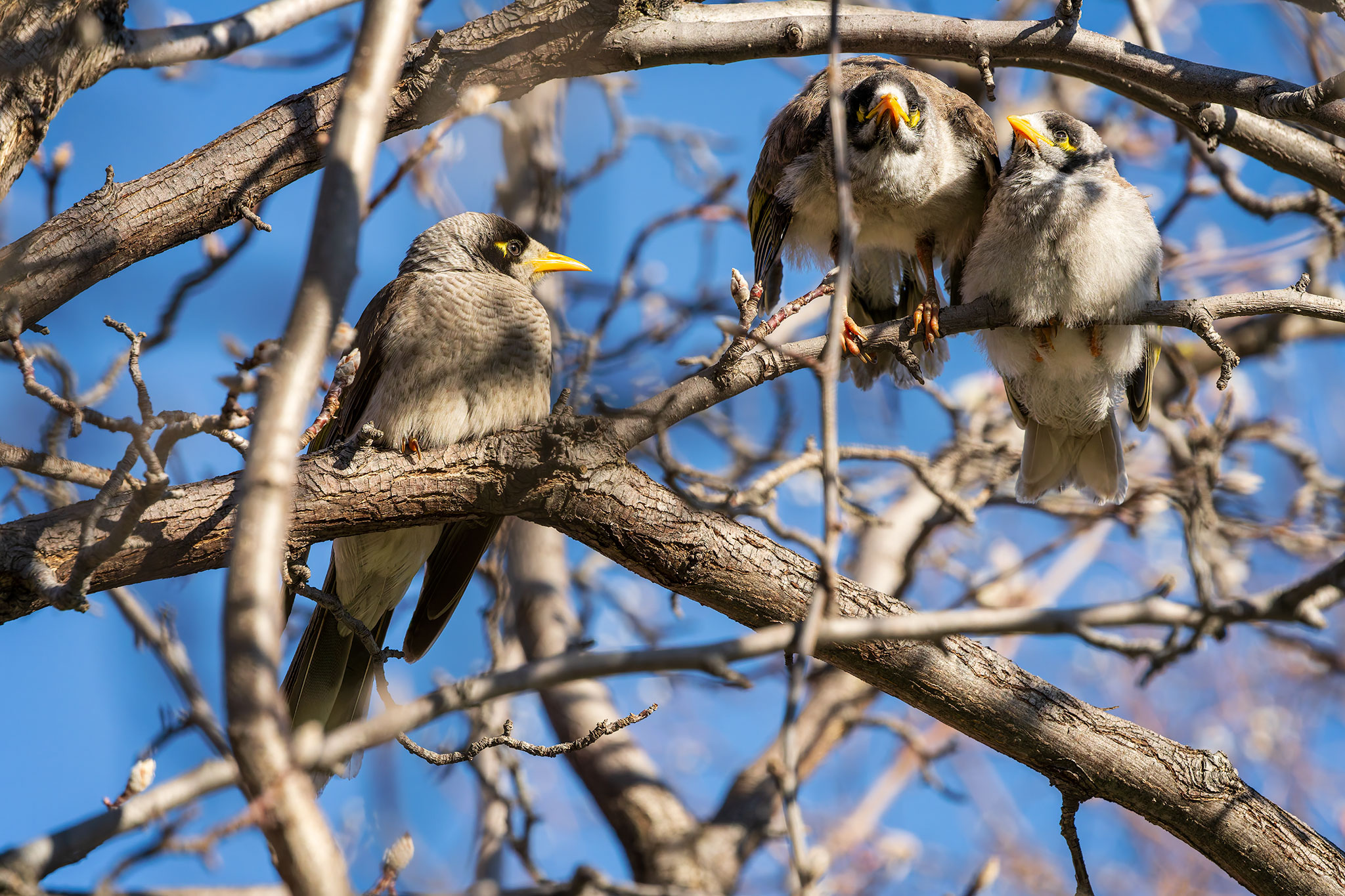 _7RV6257_Noisy_Miners_1.jpg