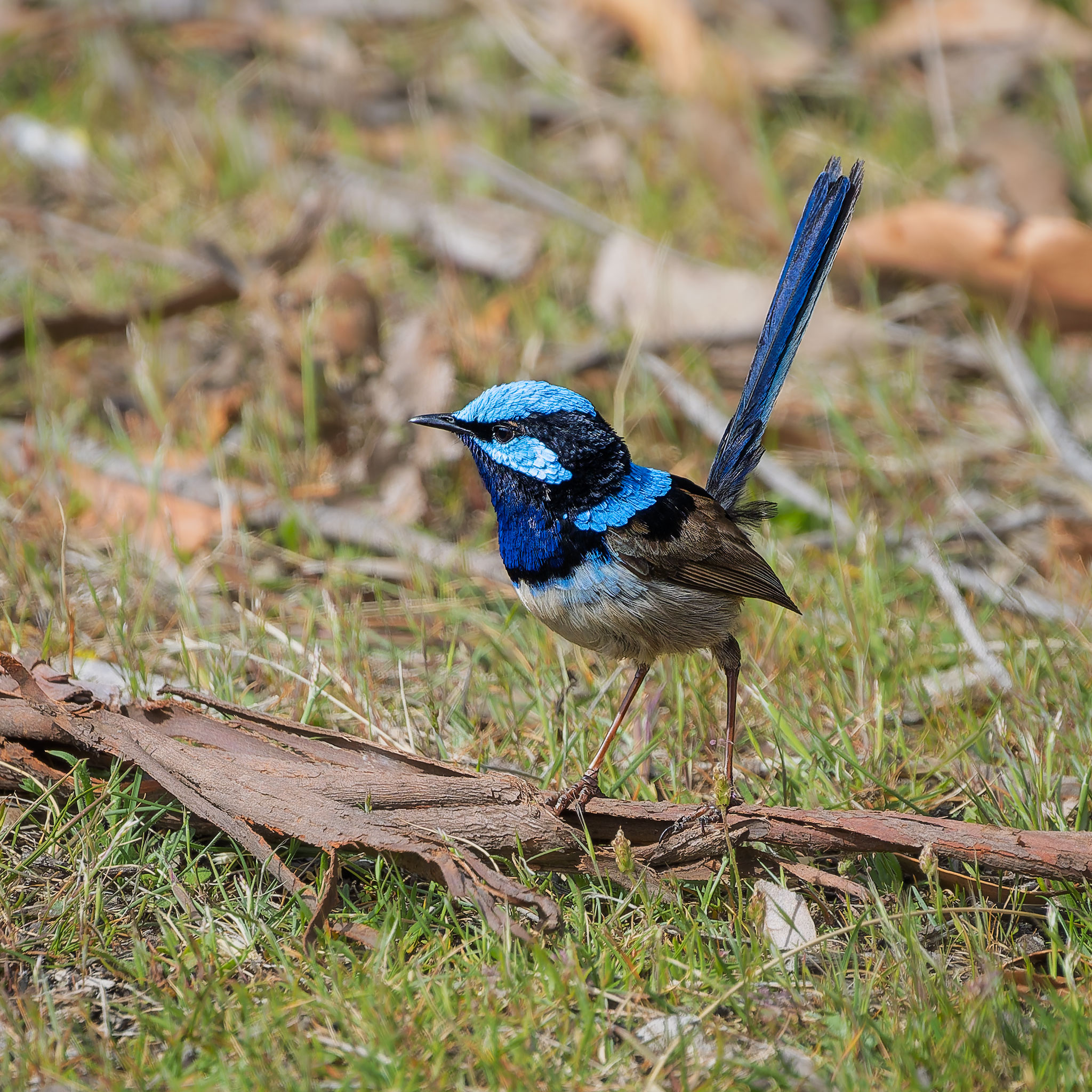_7RV7200_Superb_Fairy-wren.jpg