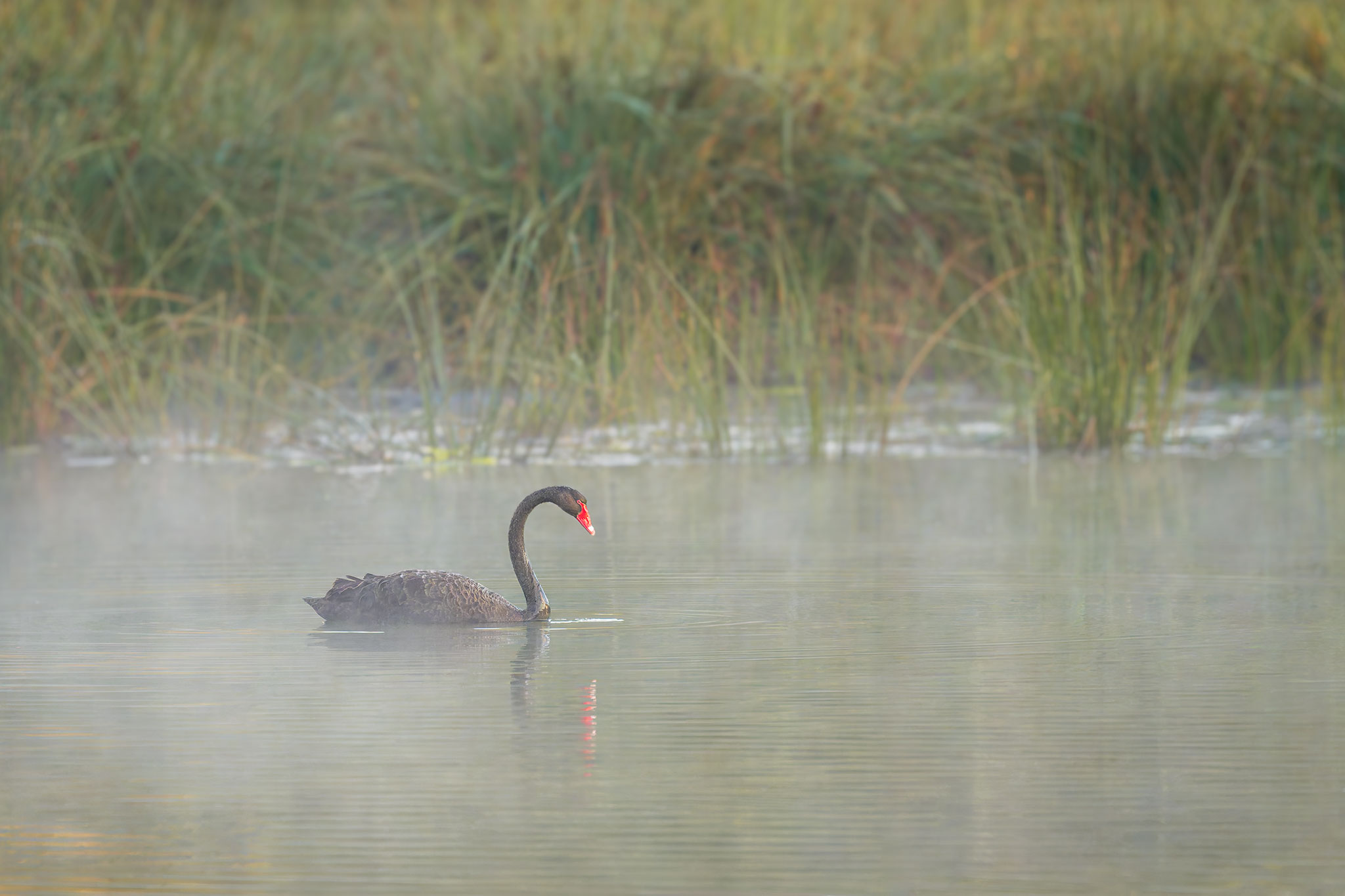 _7RV7699_Black_Swan.jpg