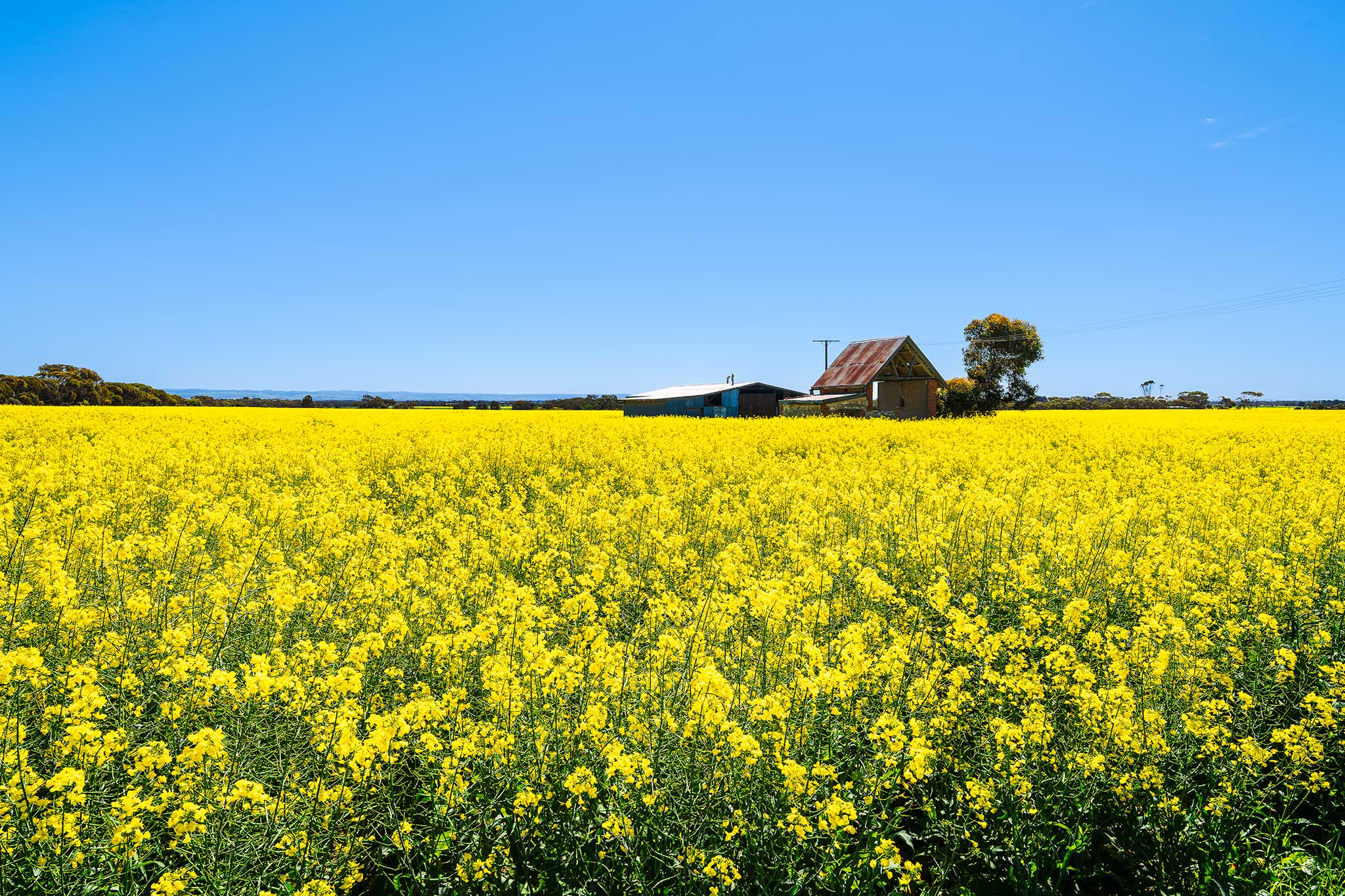 _7RV7889_Canola_Paddocks.jpg