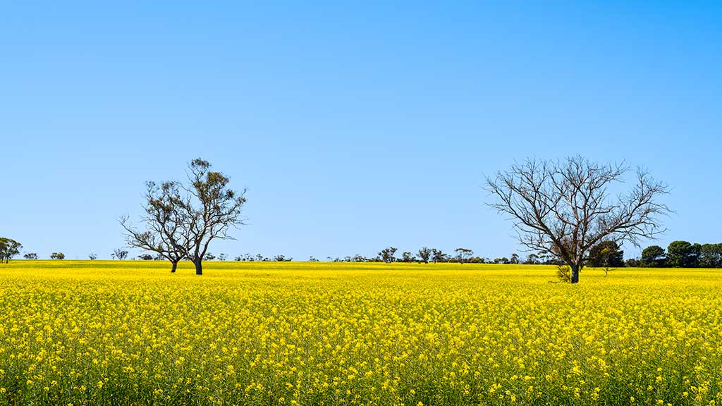_7RV7890_Canola_Paddocks.jpg