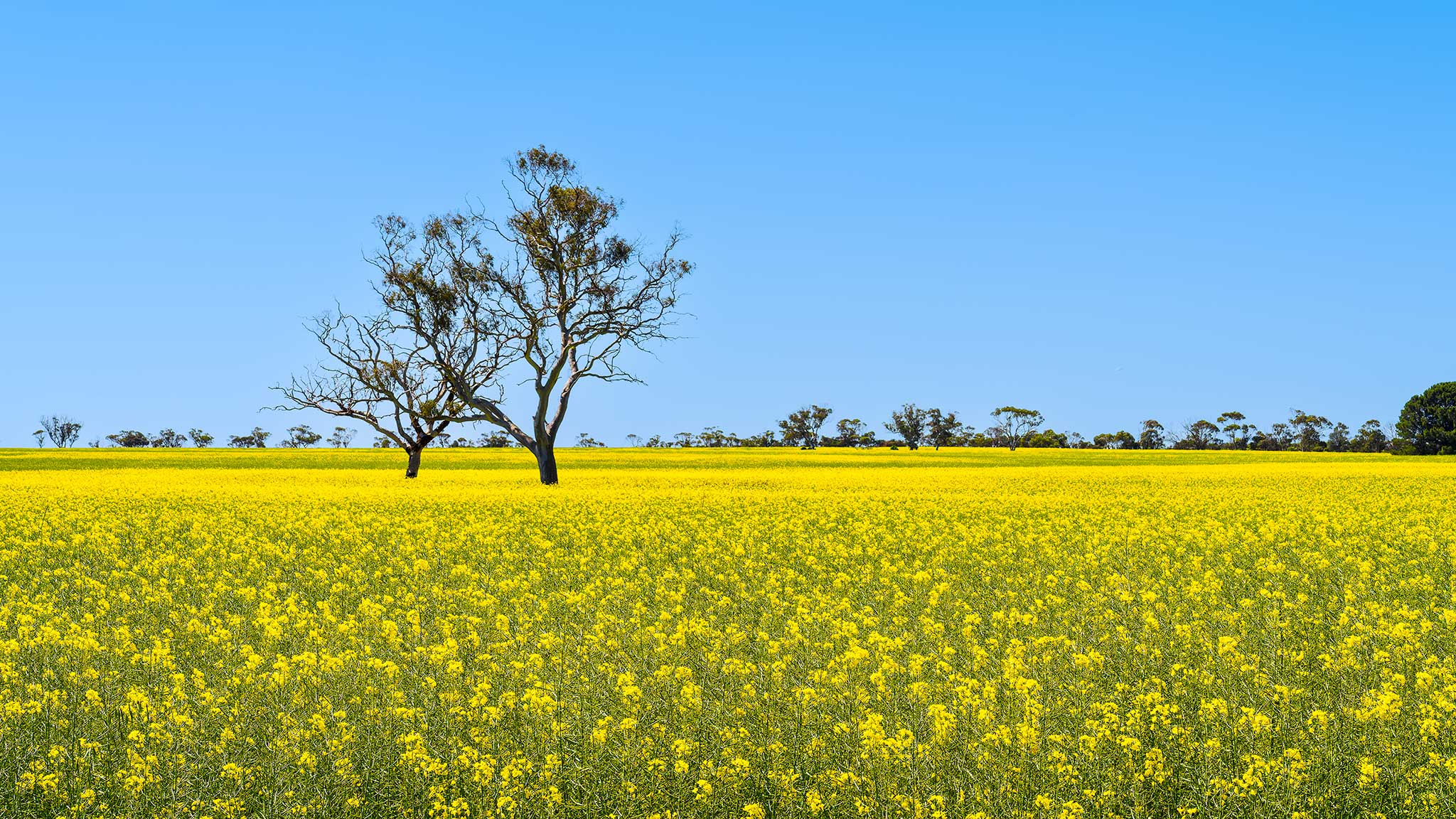 _7RV7892_Canola_Paddocks.jpg