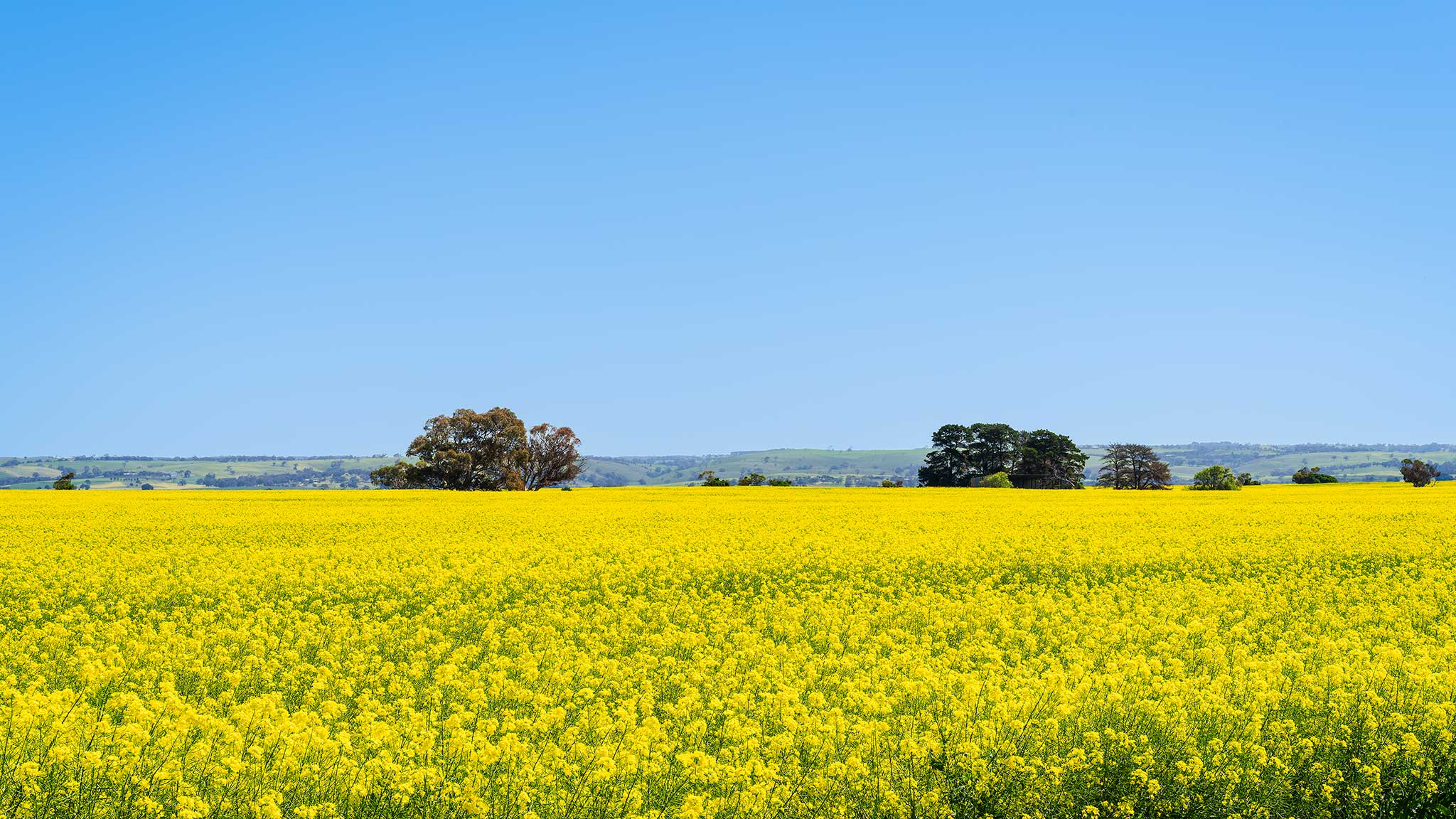 _7RV7898_Canola_Paddocks.jpg