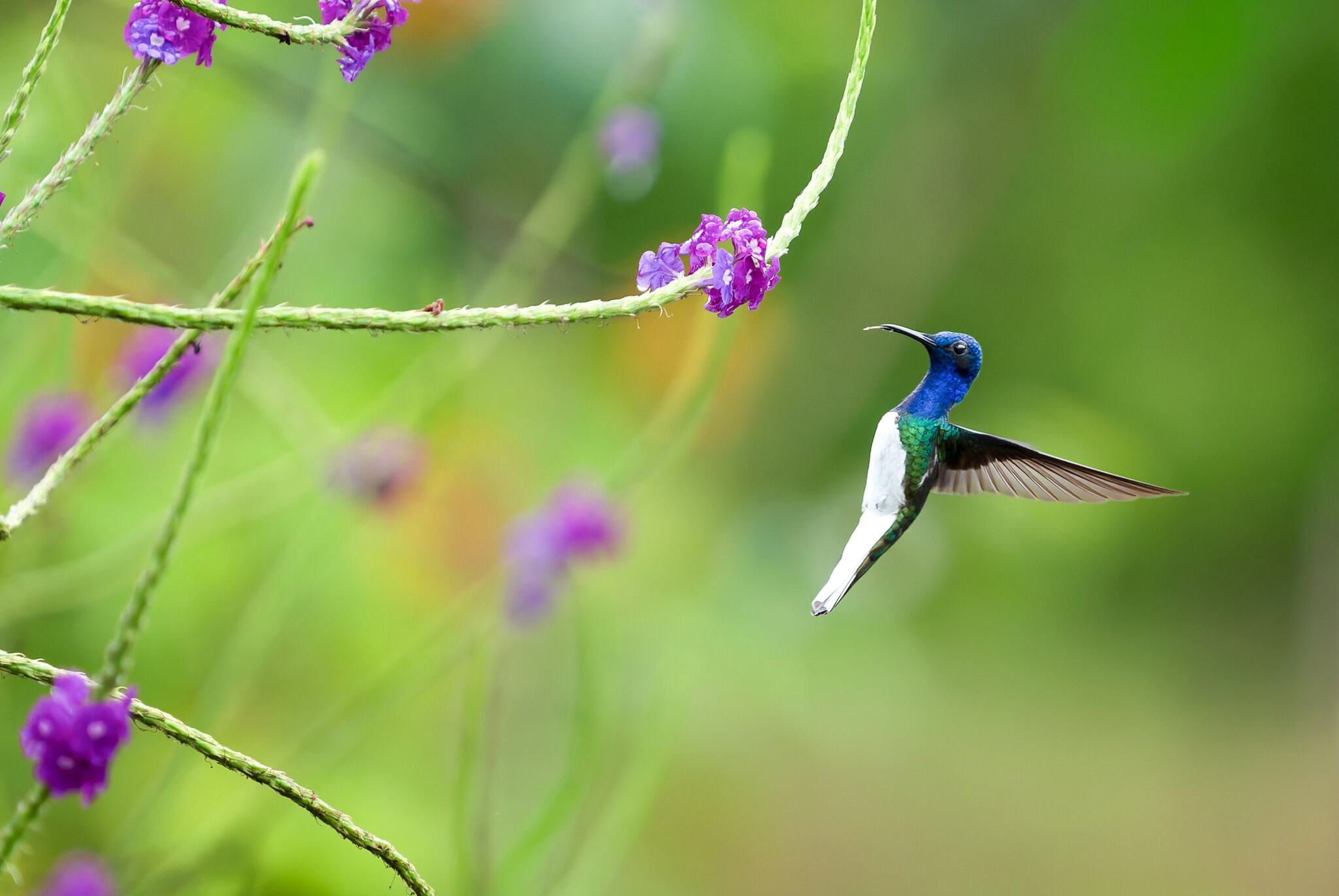 _A936223-Edit.jpg