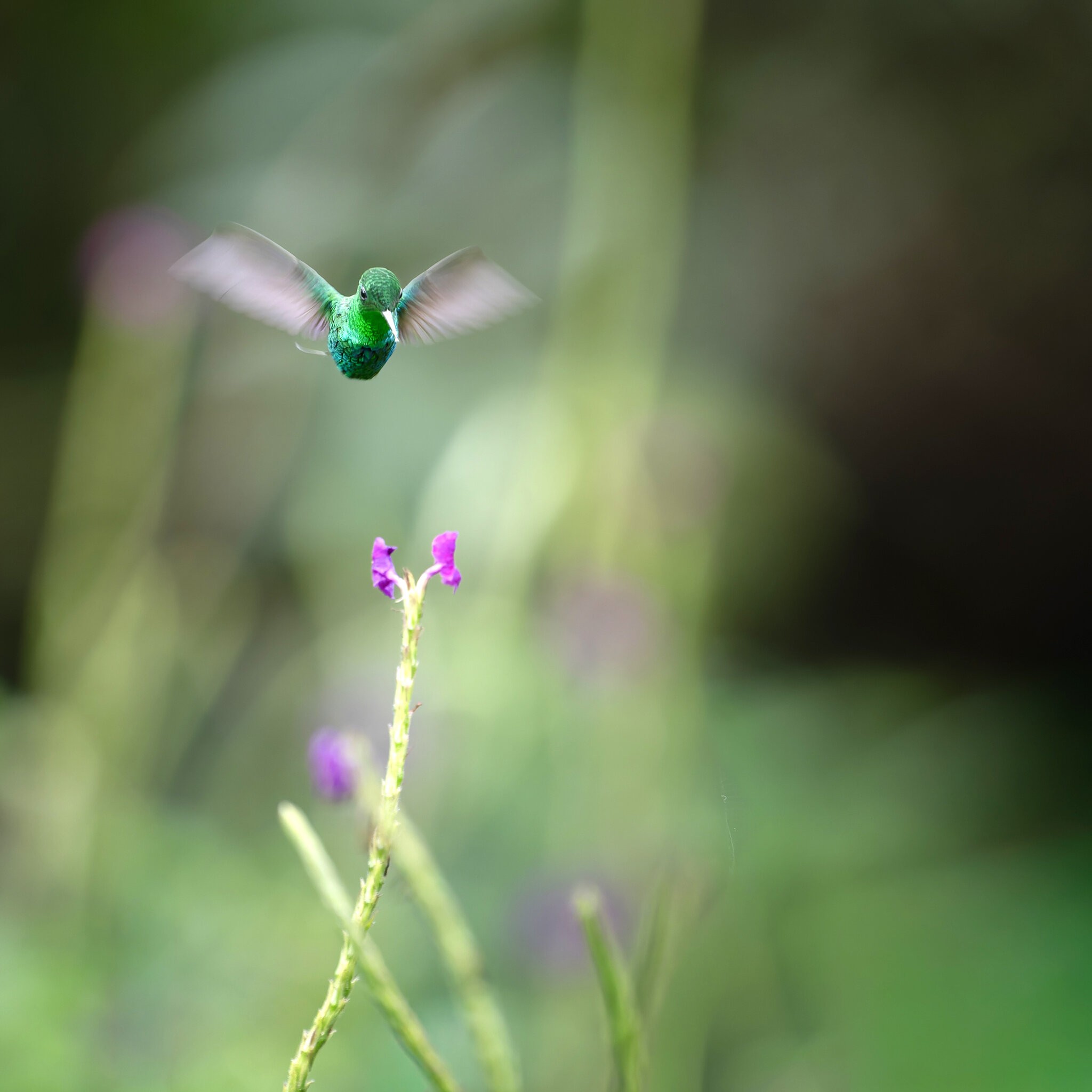 _A937041-Edit.jpg