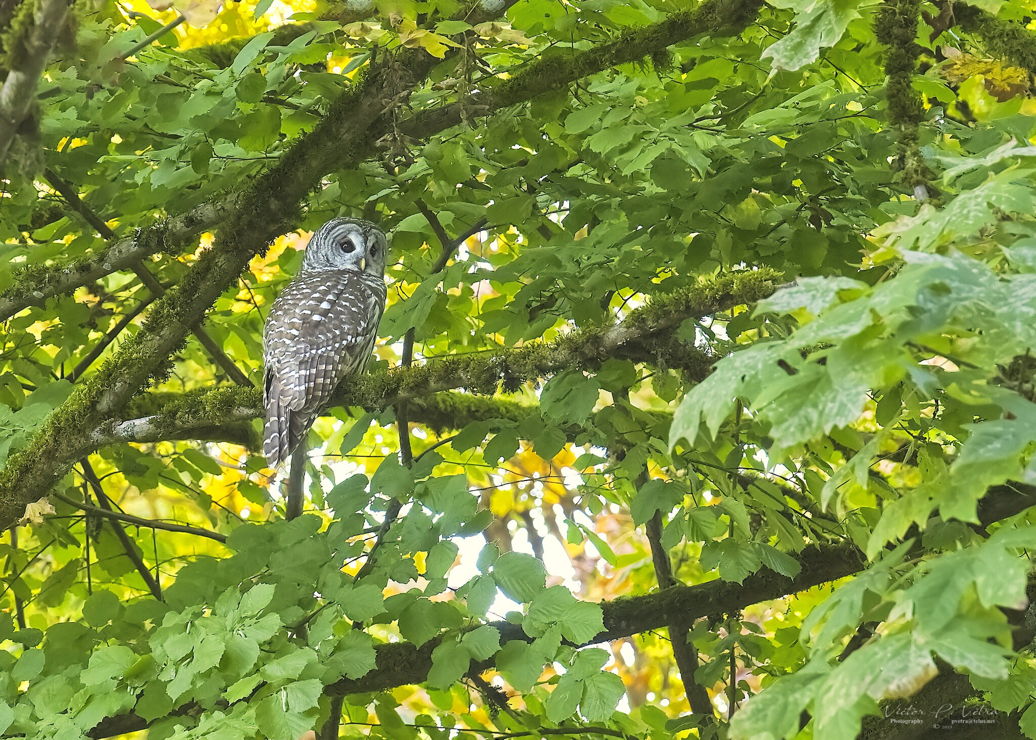 _DSC0960.jpg