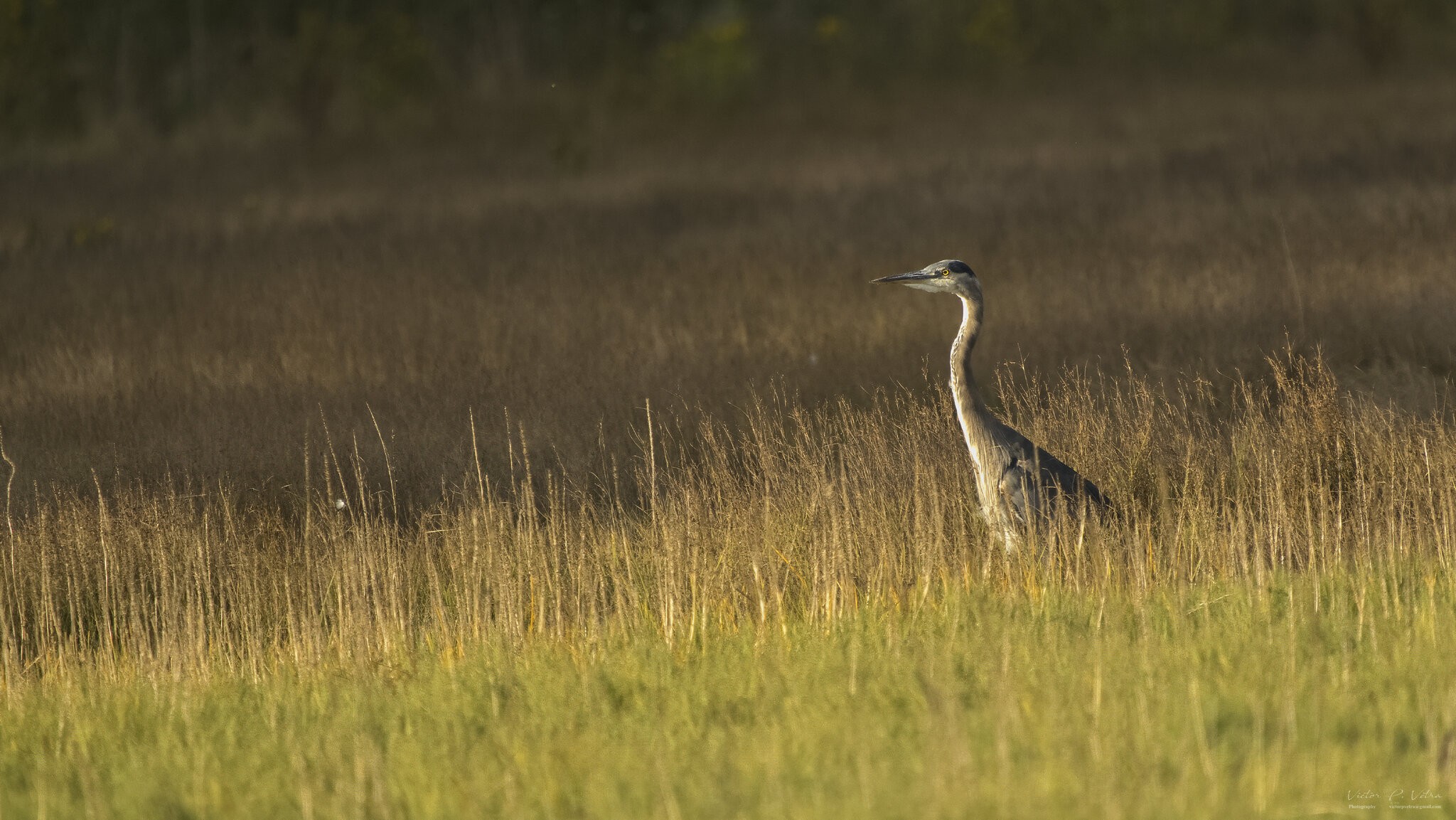 _DSC4569.jpg