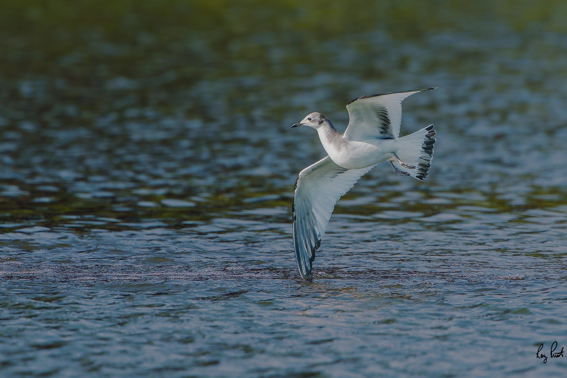 _DSC5242-Edit.jpg