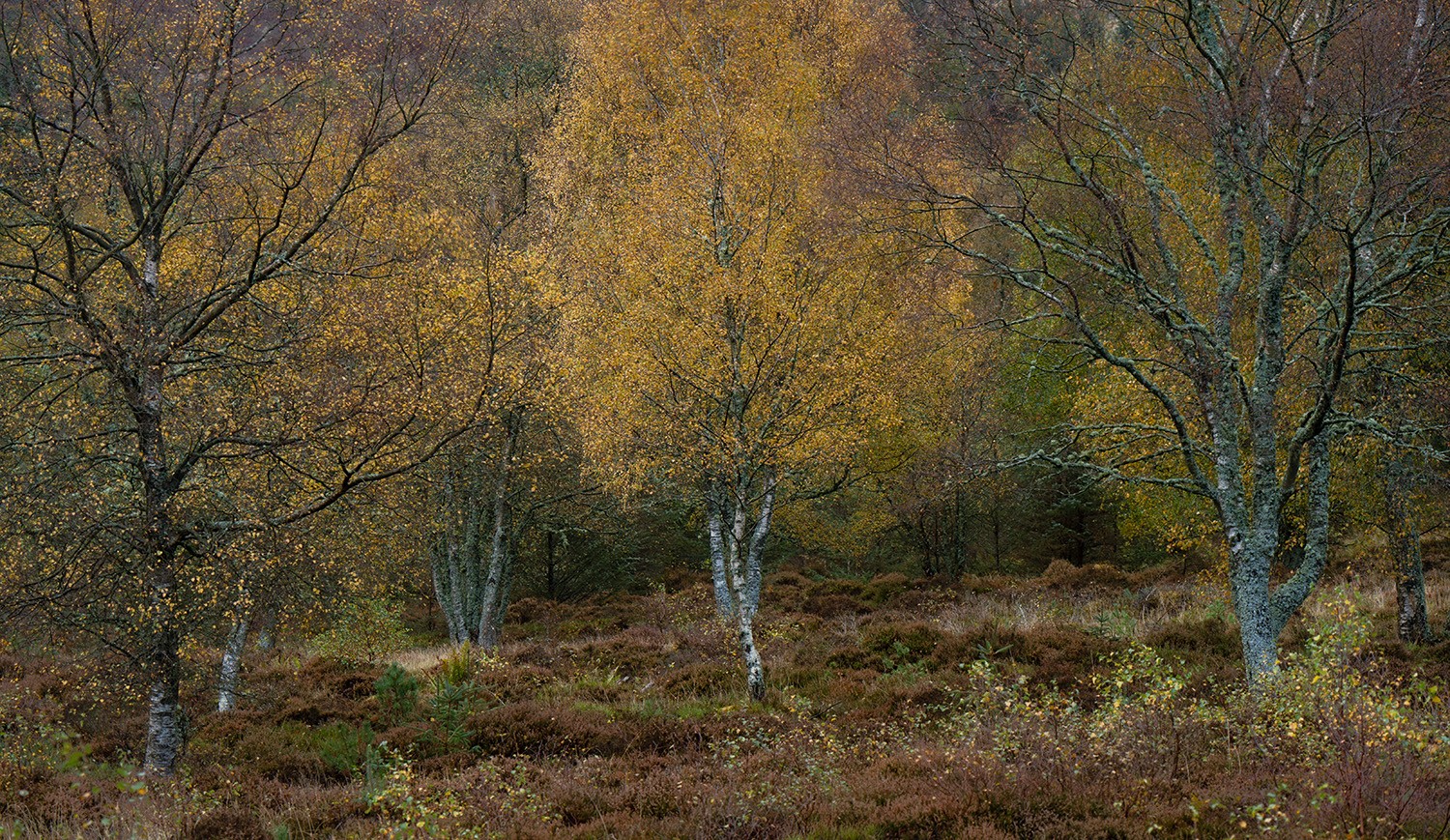_DSC7480.jpg