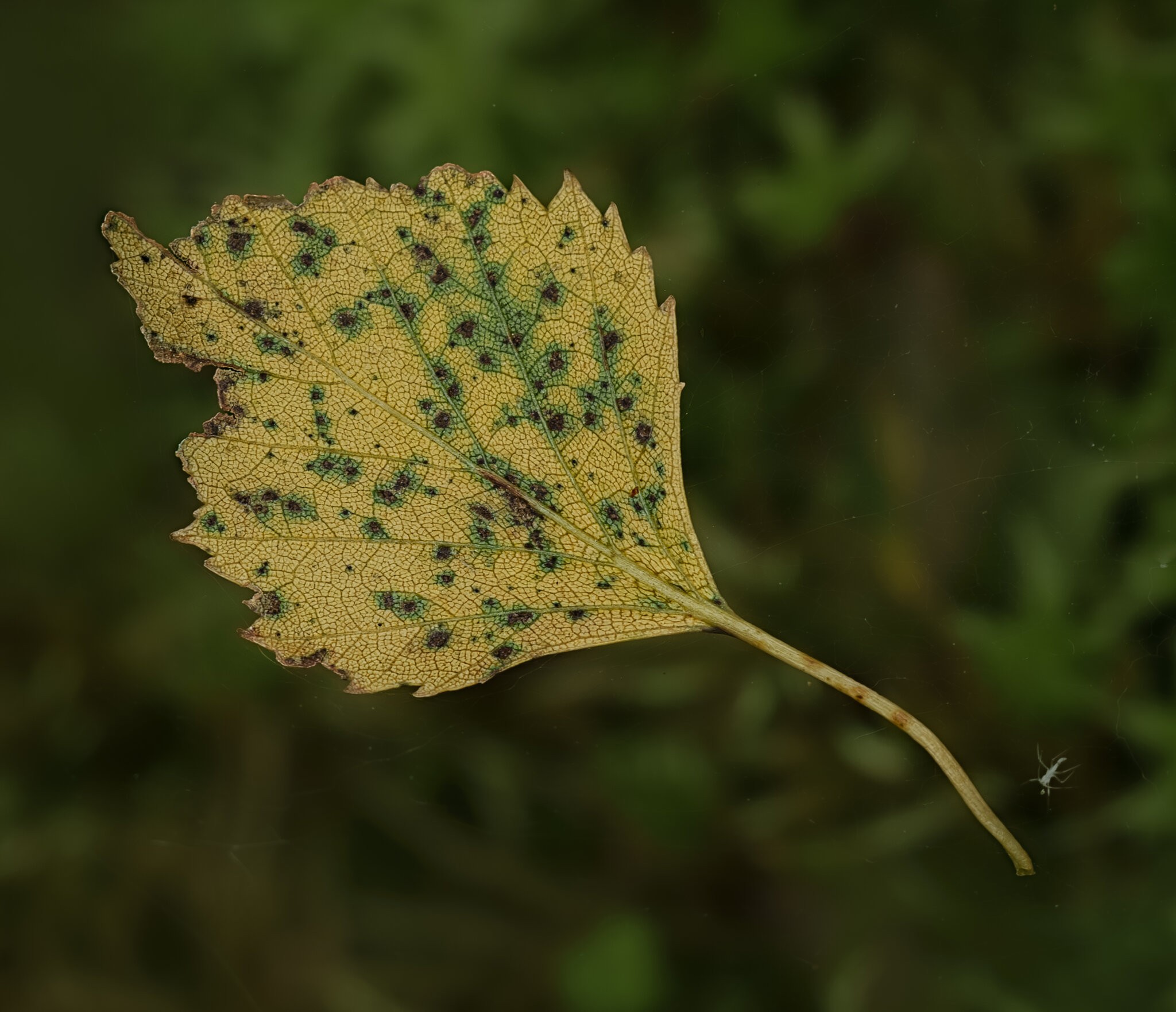 _DSC7564-Enhanced-NR-Edit.jpg