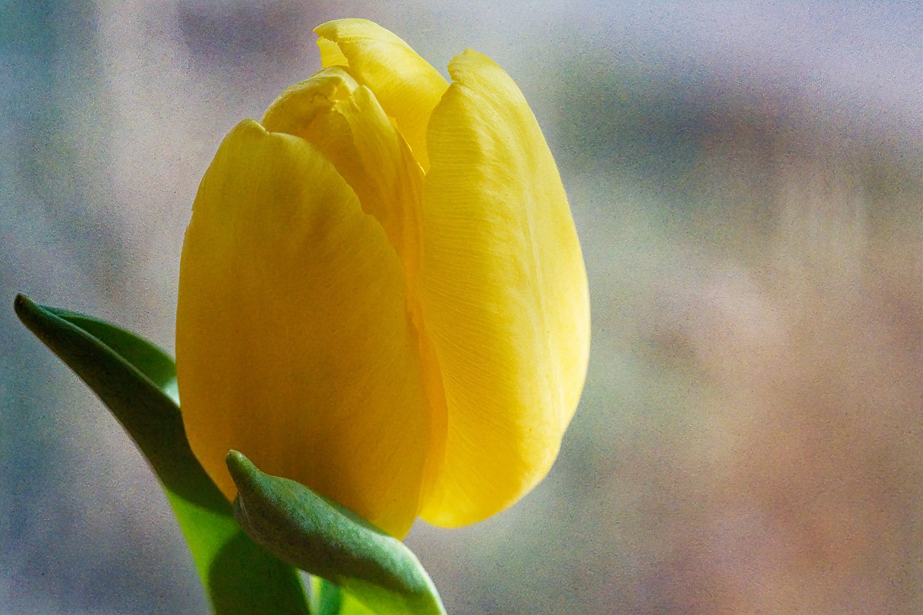 A Single Yellow Tulip.jpeg