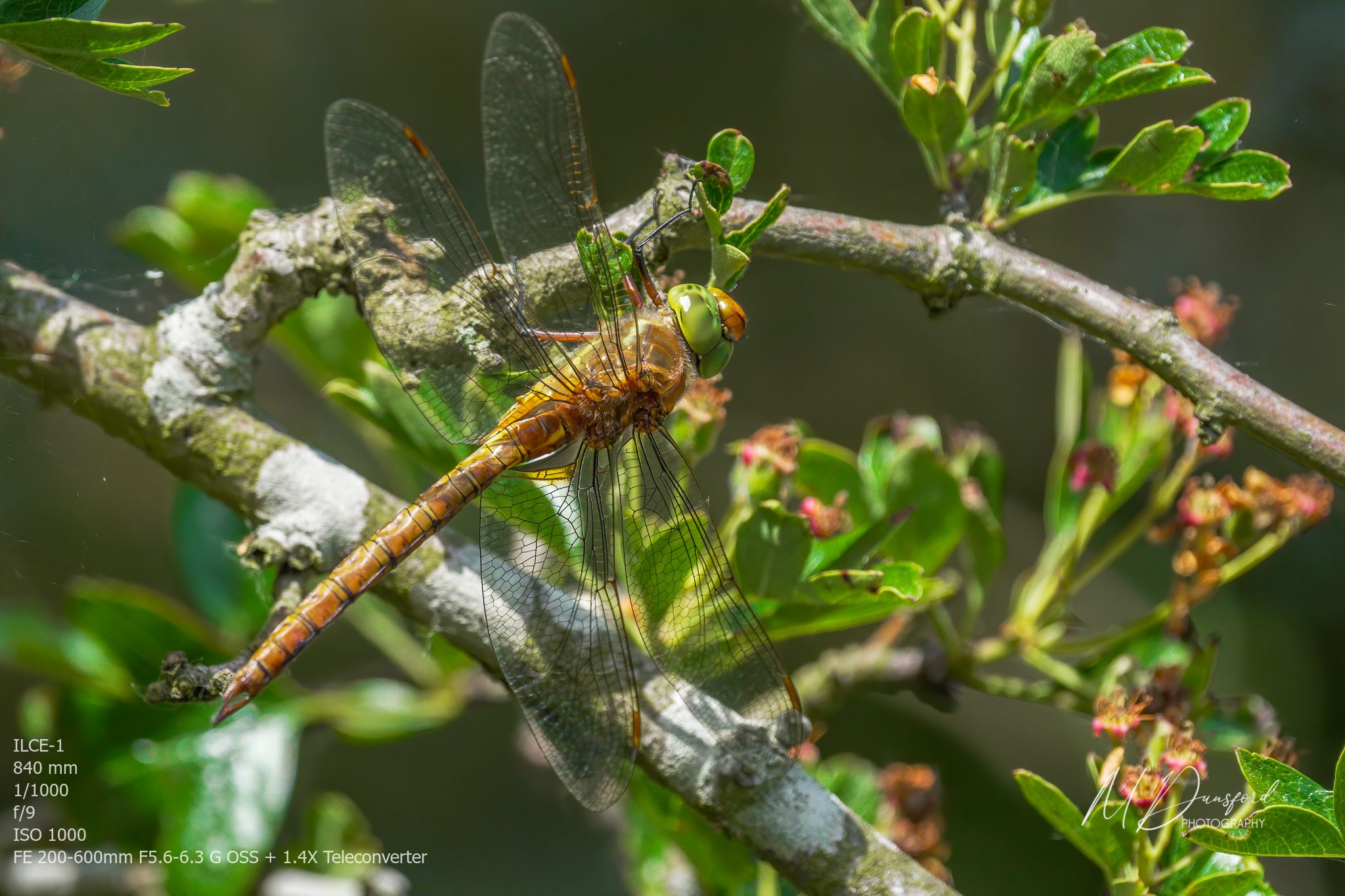 A1A03466-Edit fbWM.JPG