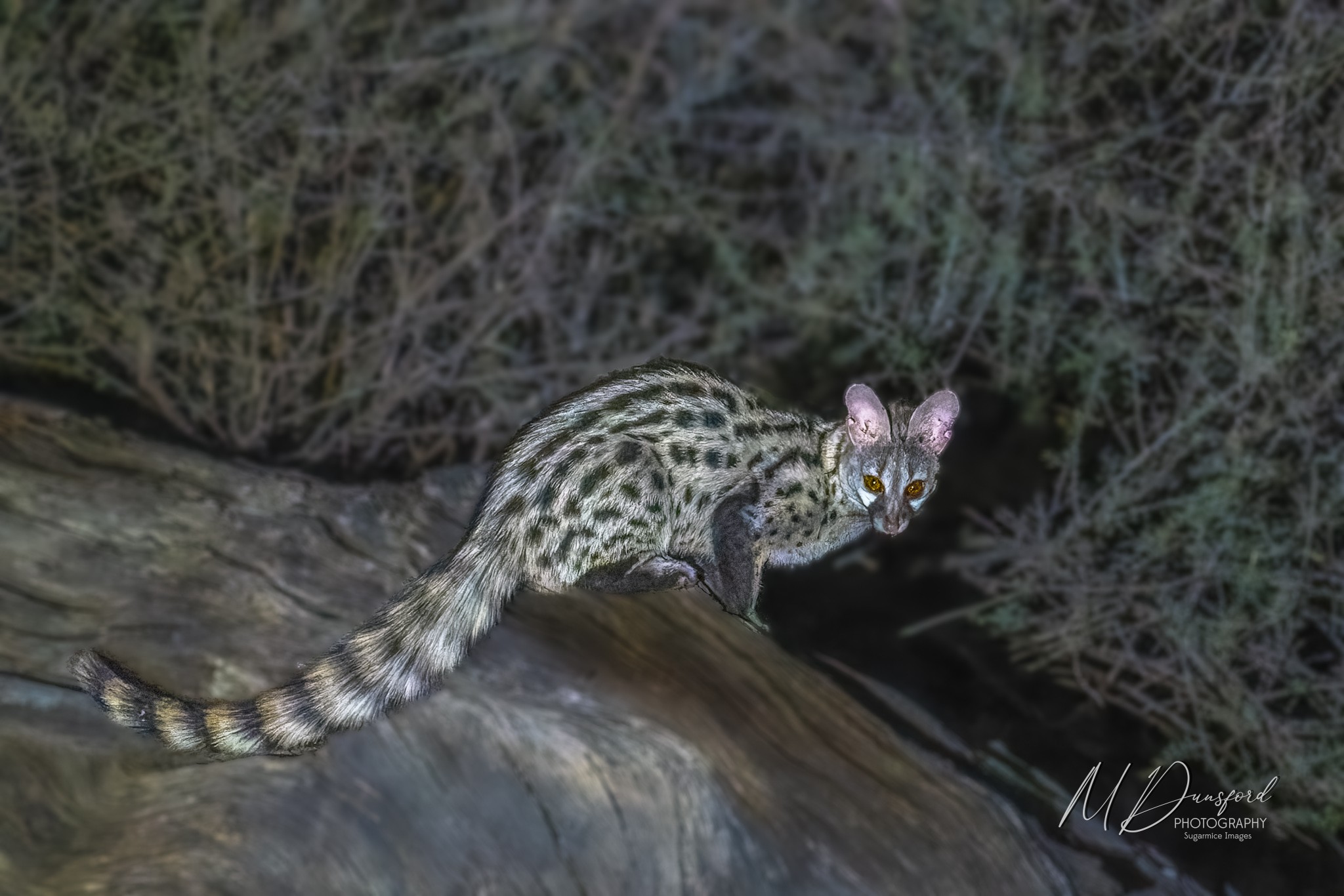 A1A05233-20251013-DxO_DeepPRIME XD2s-Edit-220251013fbWM.jpg