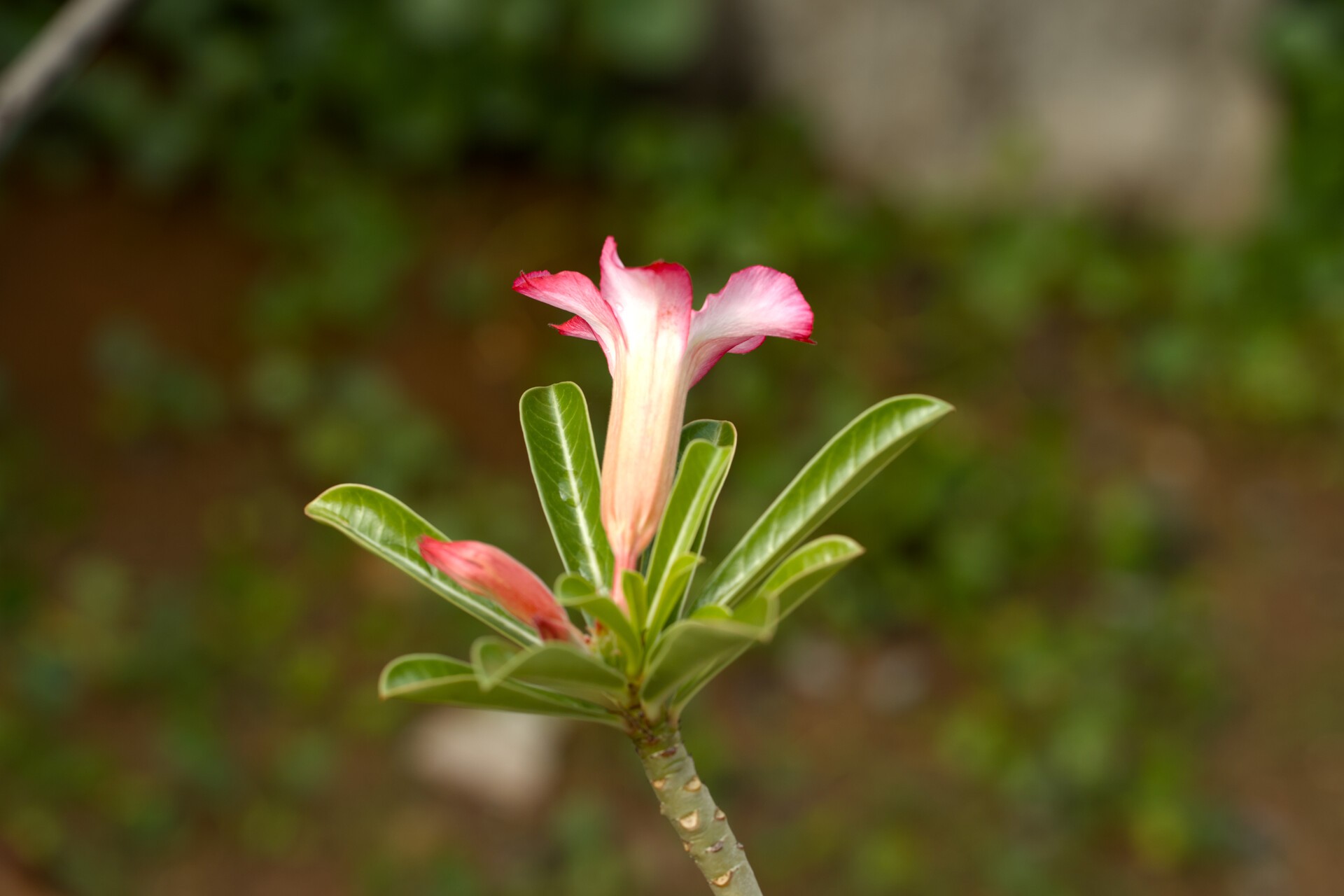 A7400711.jpg