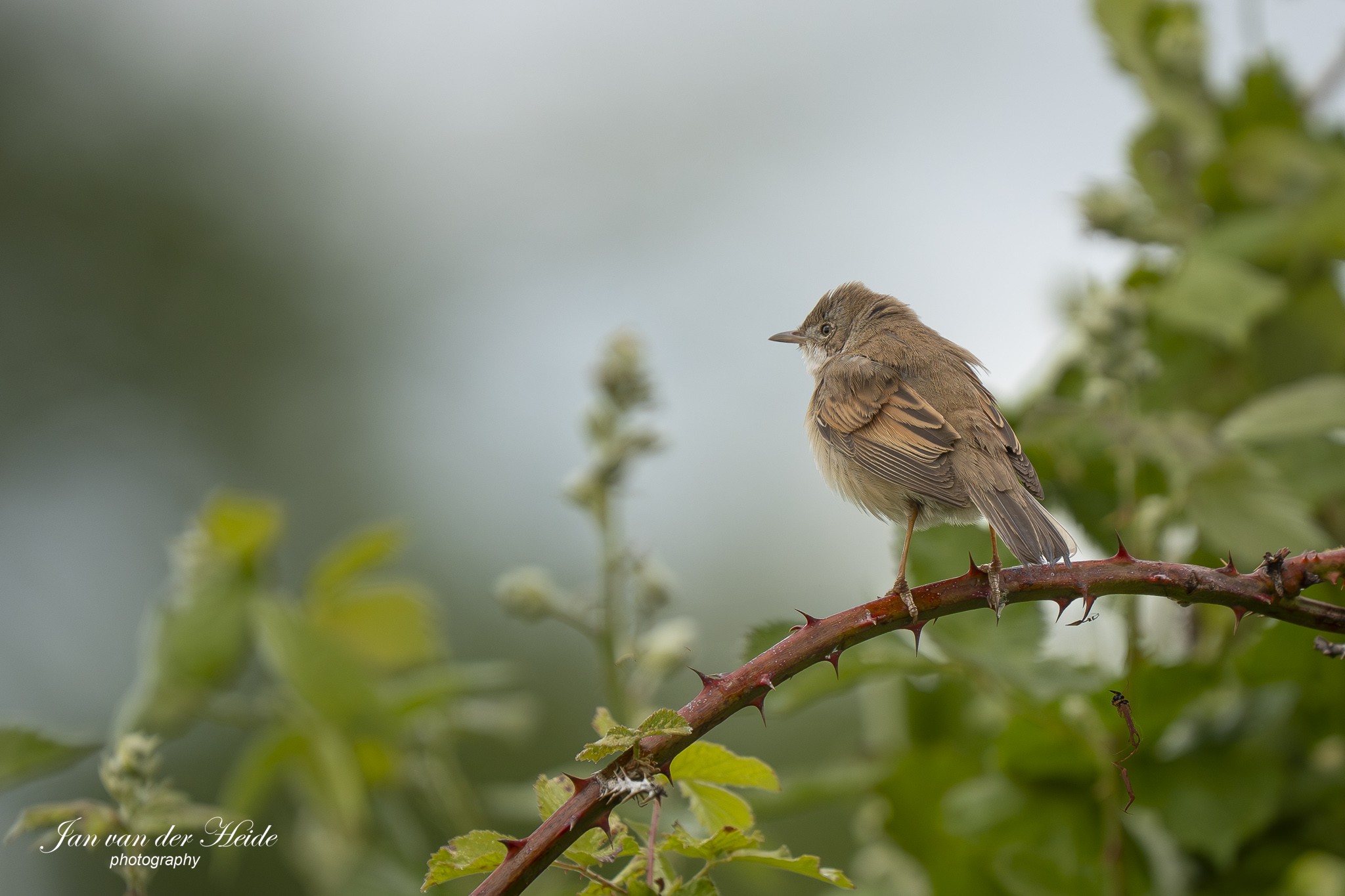 A7404237-Verbeterd-NR.jpg