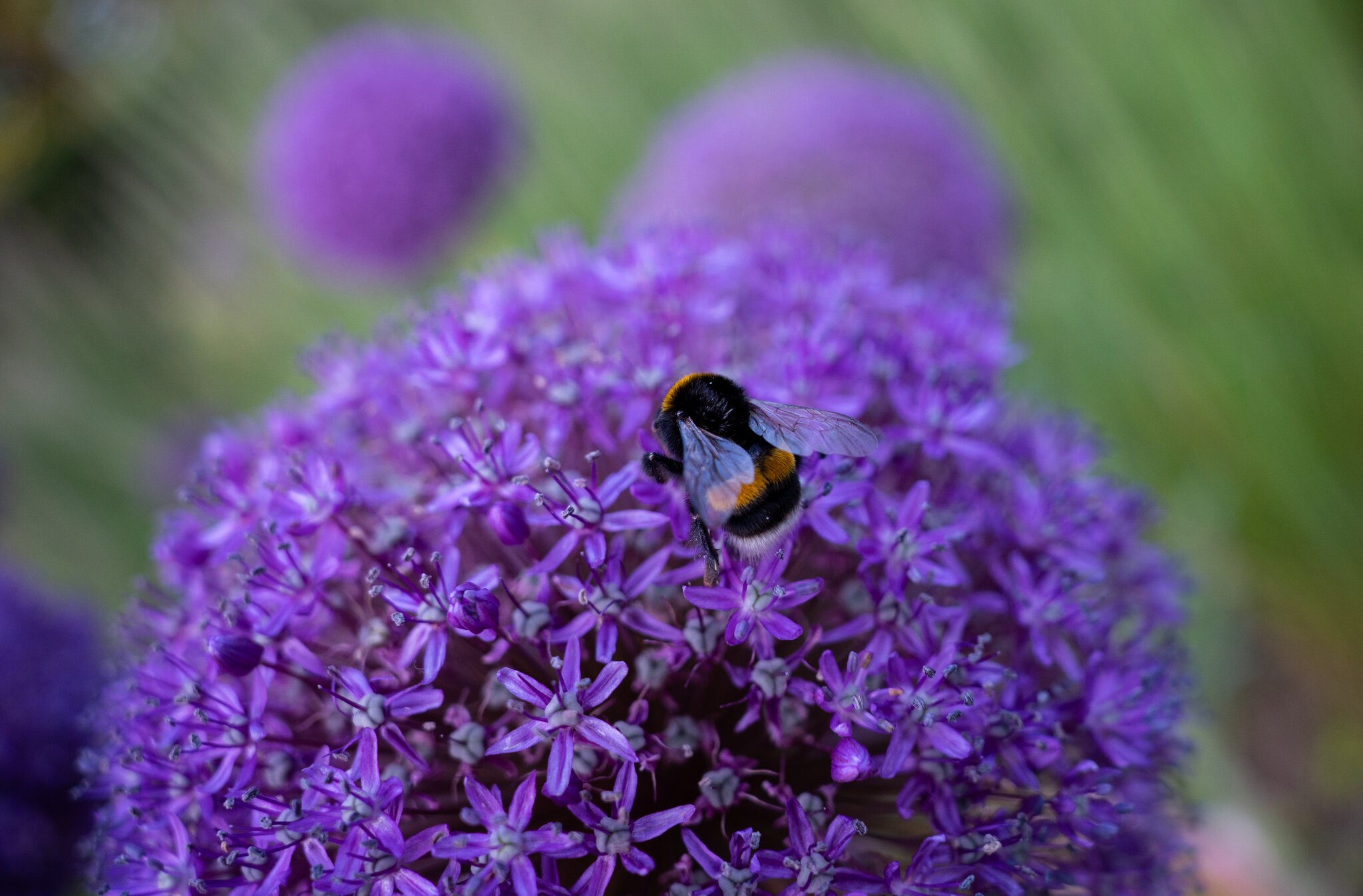 A7405134-2.jpg