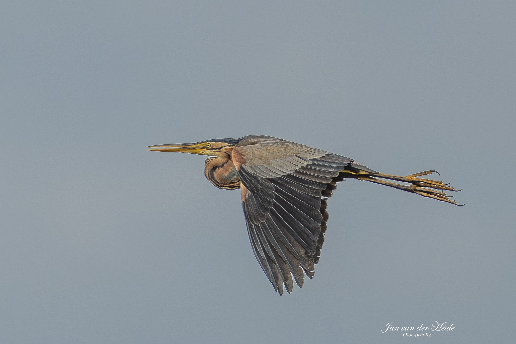 A7405343-Verbeterd-NR.jpg