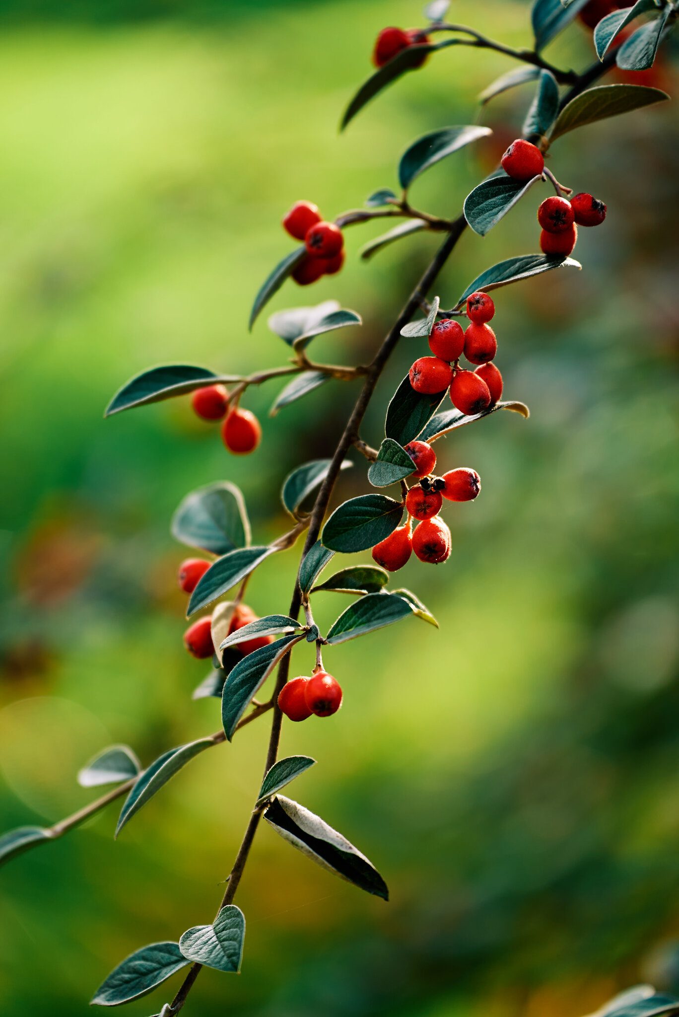 A7S03334c1v1.jpg