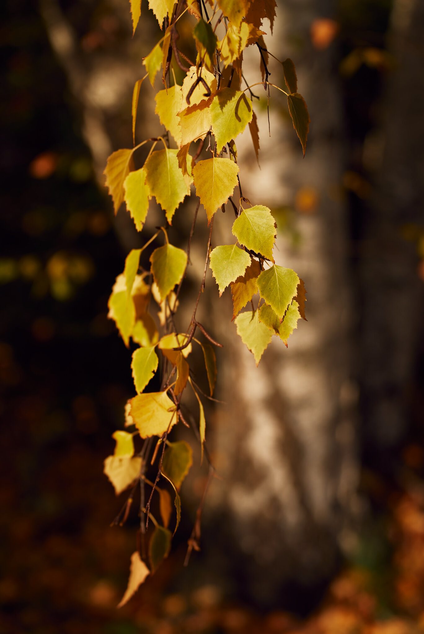 A7S03370c1v1.jpg