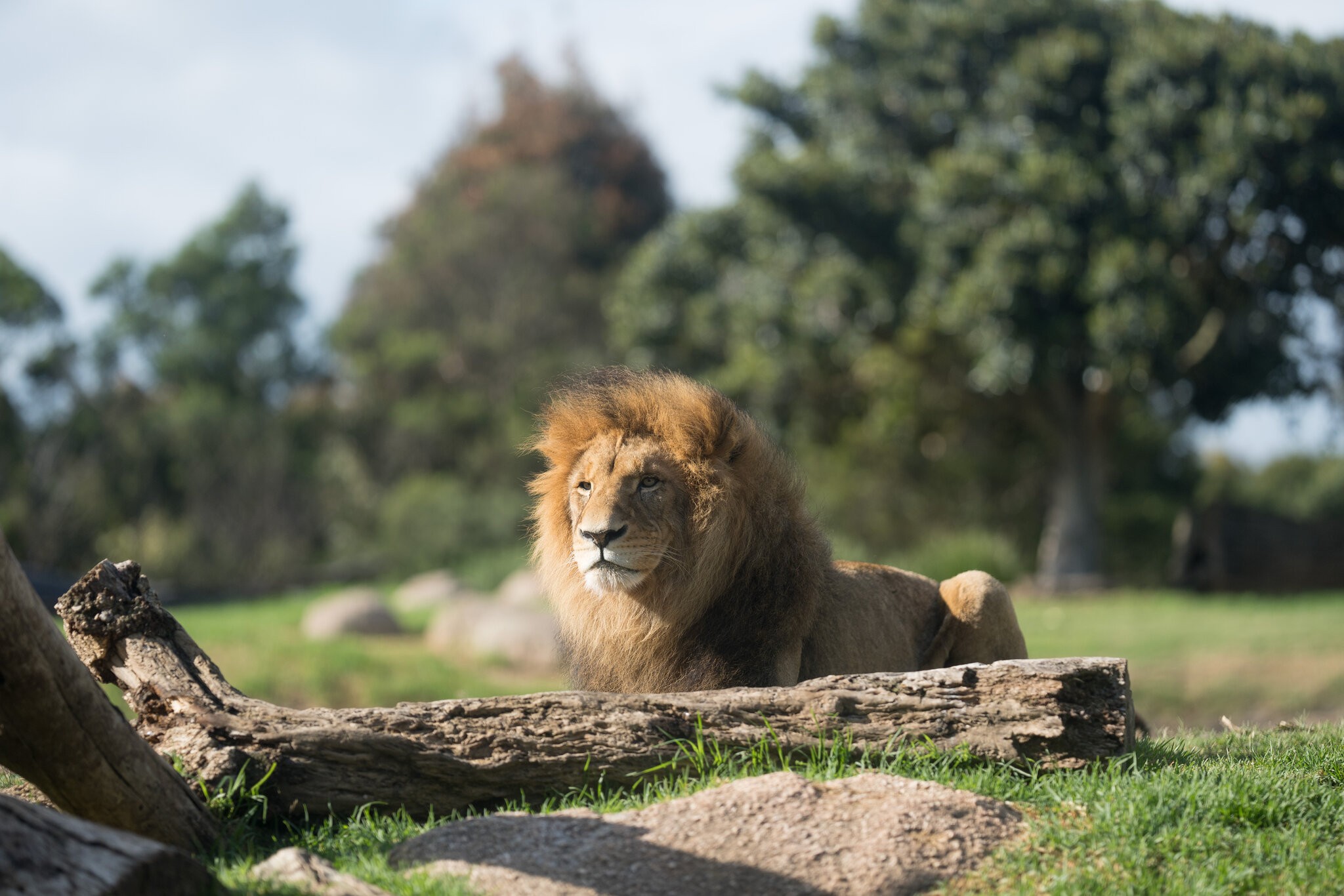 A93_lion.jpg