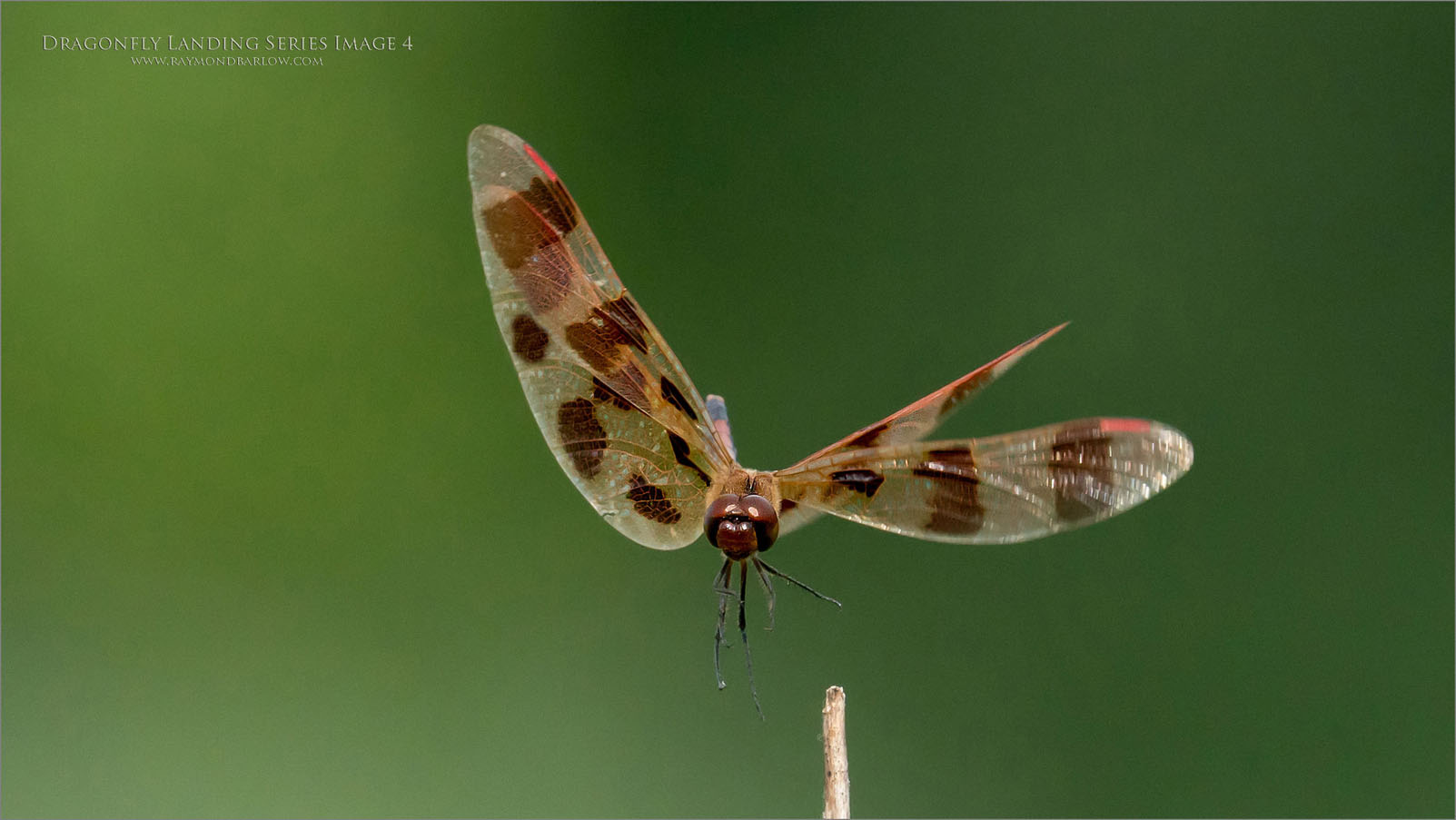A9_05675  Dragonfly Landing Series Image 4 1600 share   .jpg