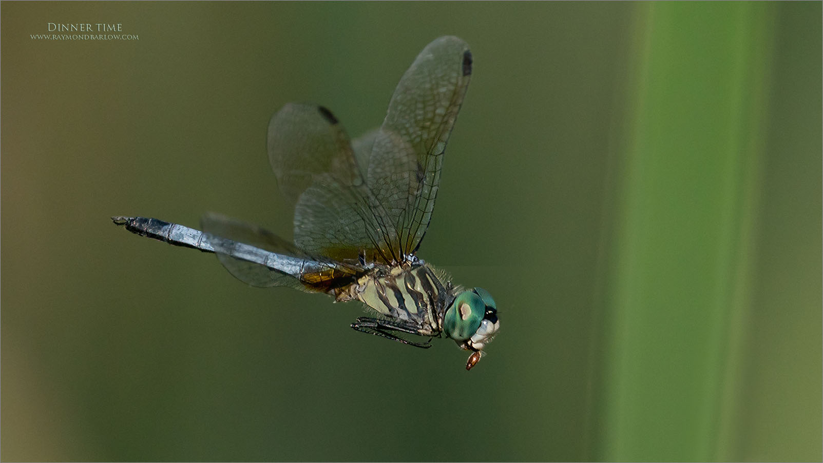 A9_07397 Blue Dasher dragonfly with Dinner 2 1600 share   .jpg