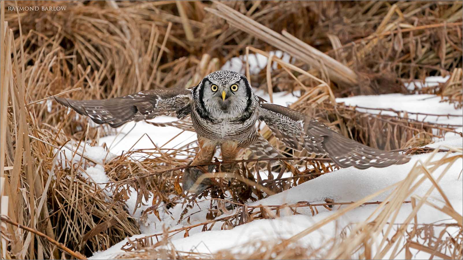 A9_09157 Northen hawk owl Downstroke 1600 share   .jpg