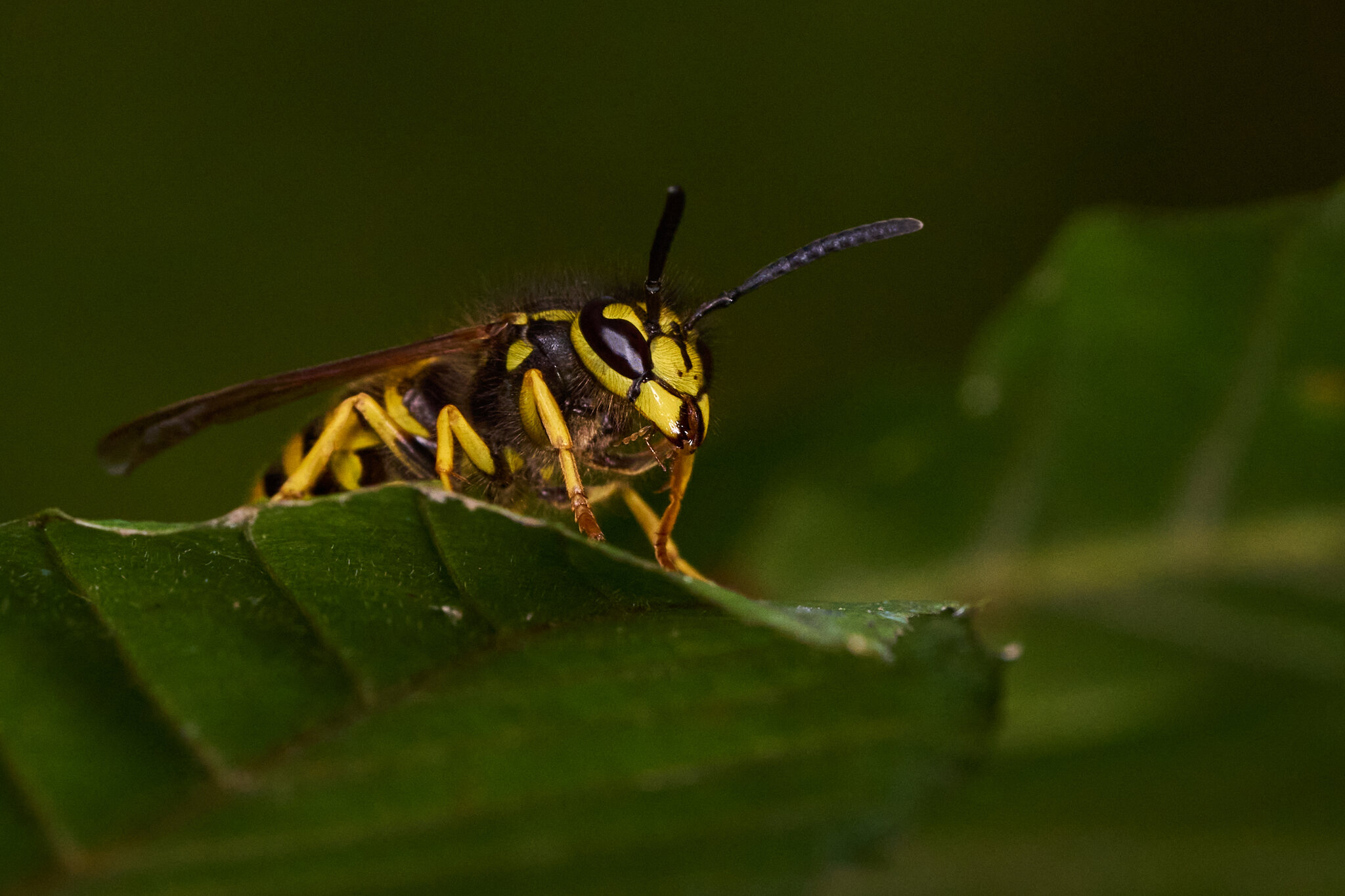 AA_00658.jpg