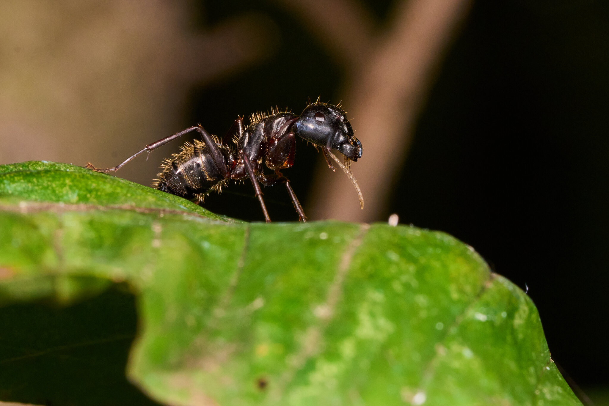 AA_00702.jpg