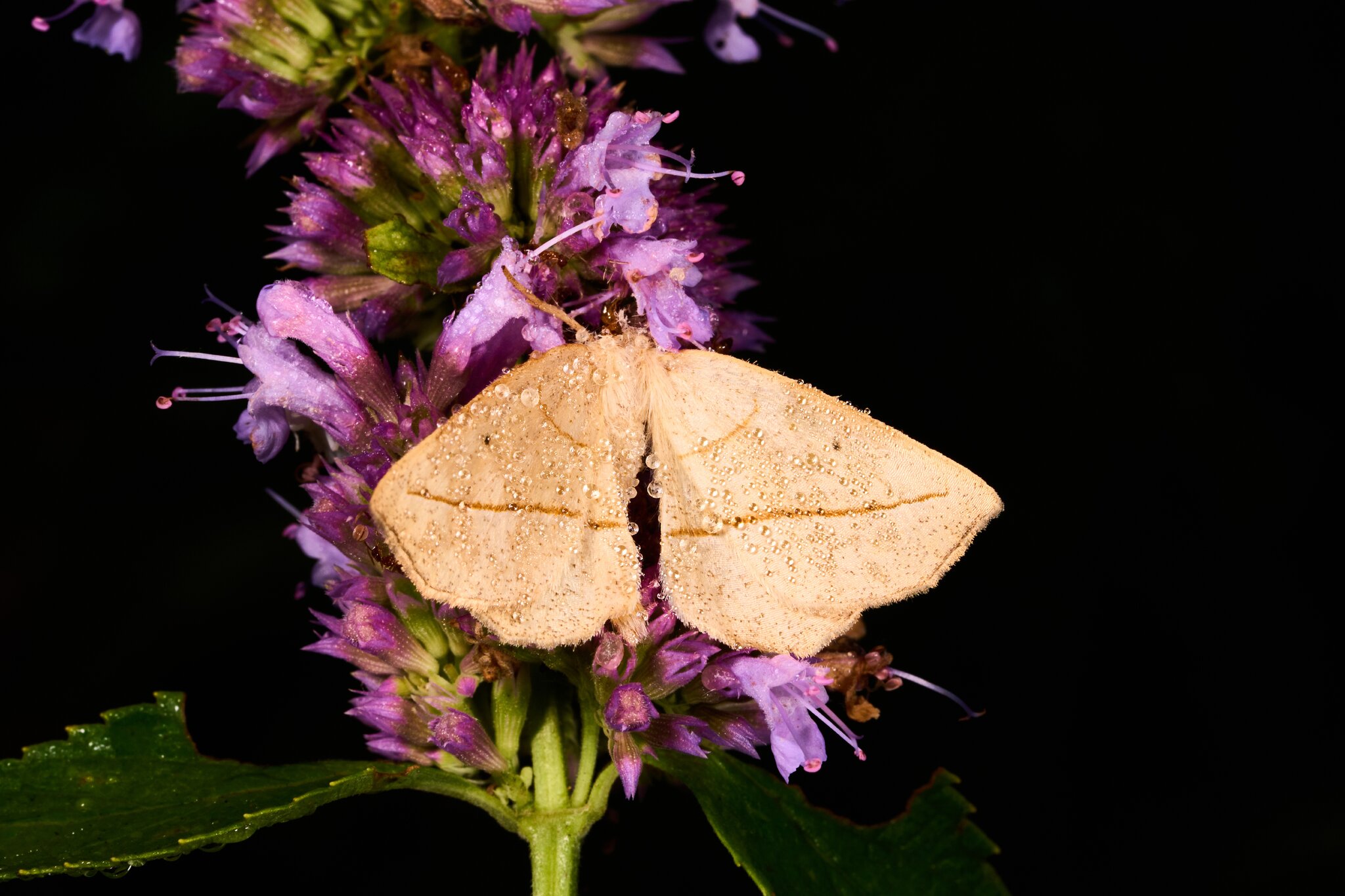 AA_02412 - DN.jpg