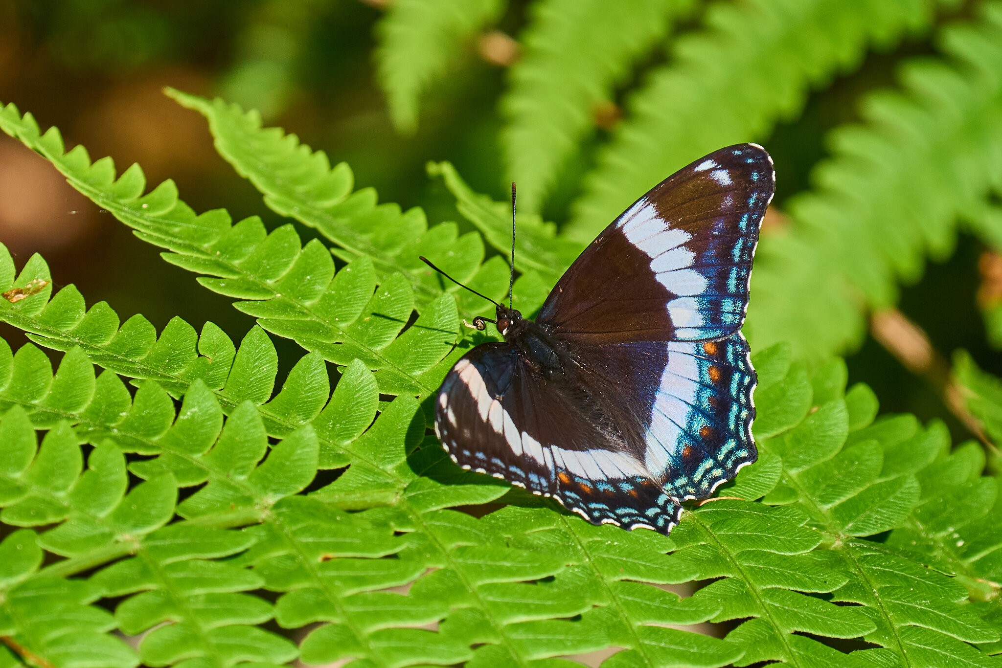 AA_08854.jpg