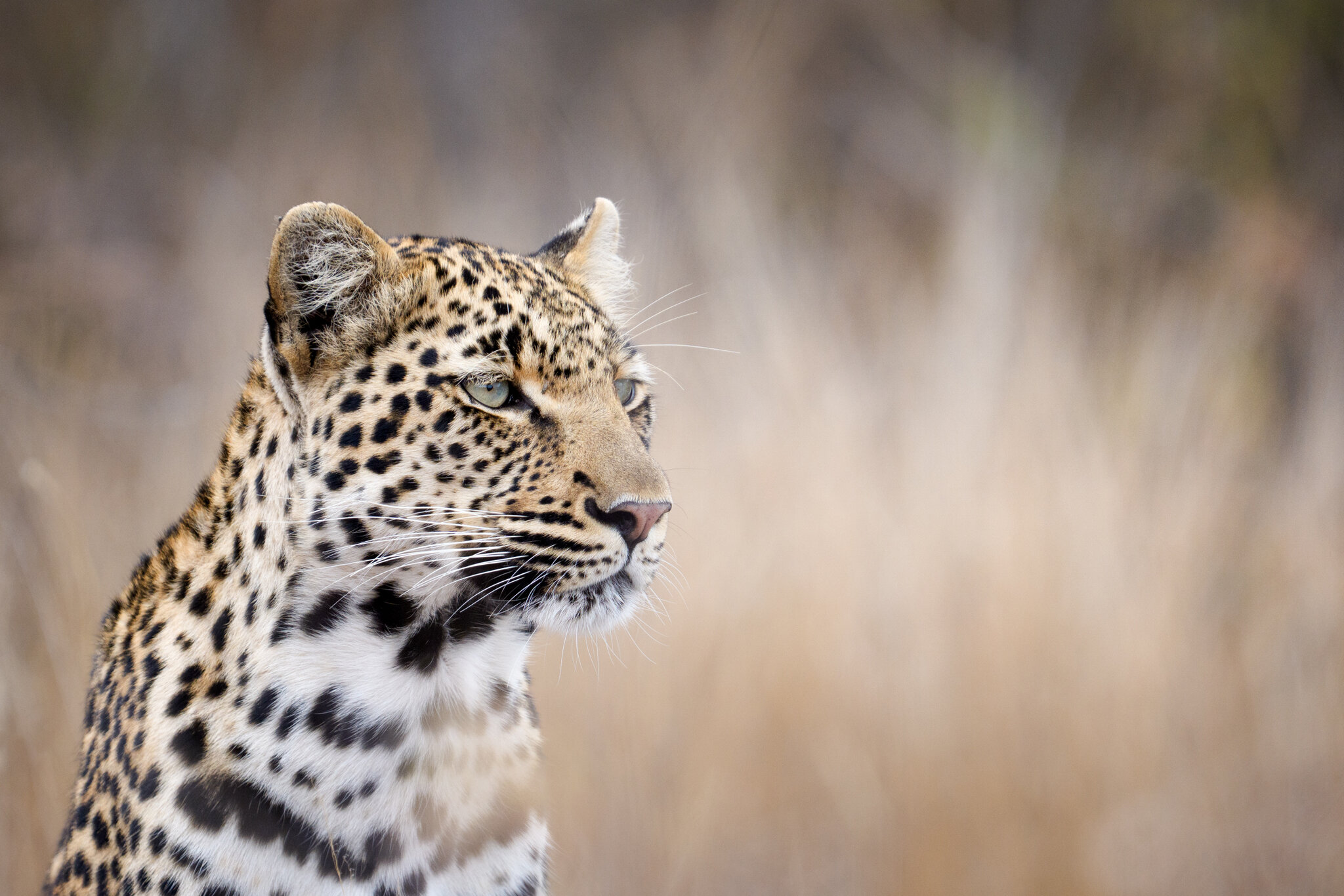 African Leopard.jpg
