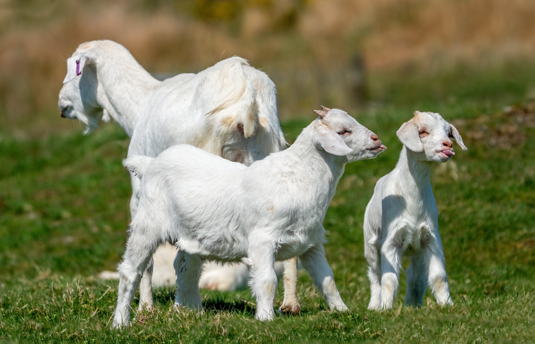 After Their Lunch.jpg