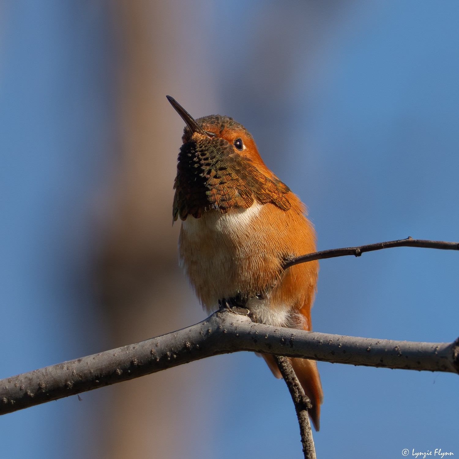Allen's Hummingbird 0699.jpg
