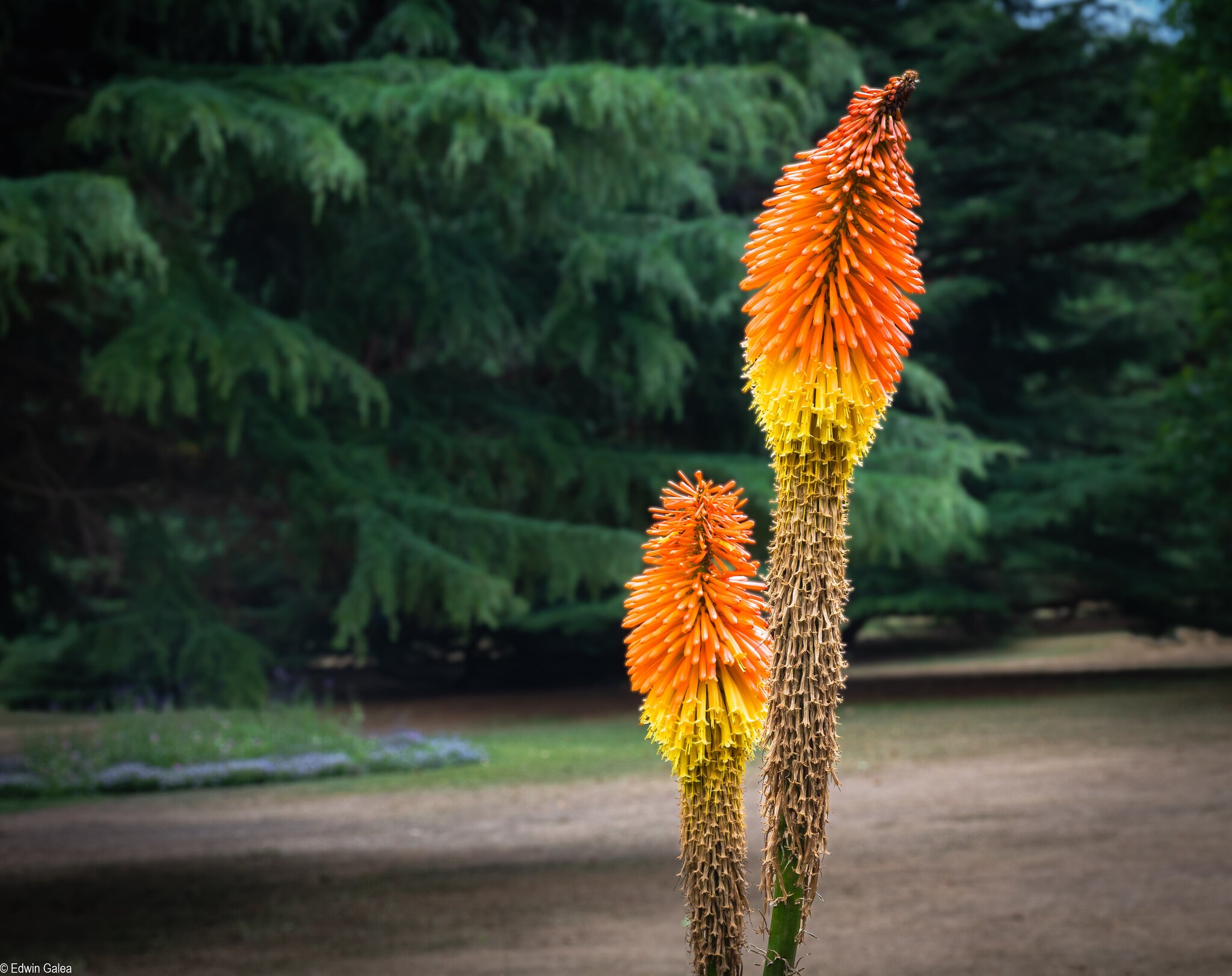 aloe-1.jpg
