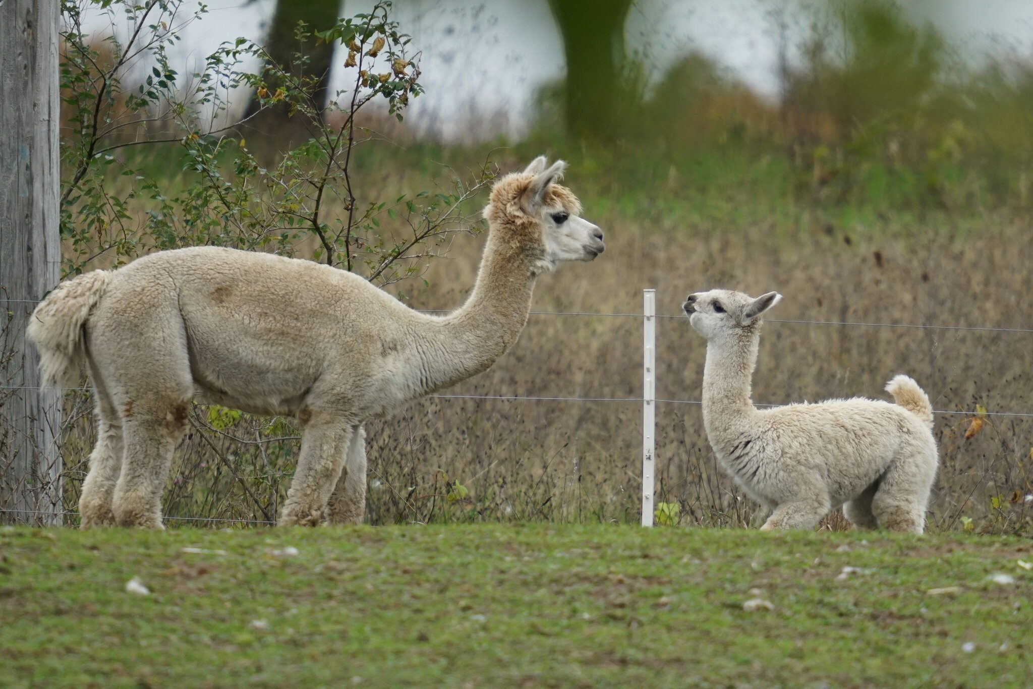 alpaca mom and kid 2 strtn.JPG