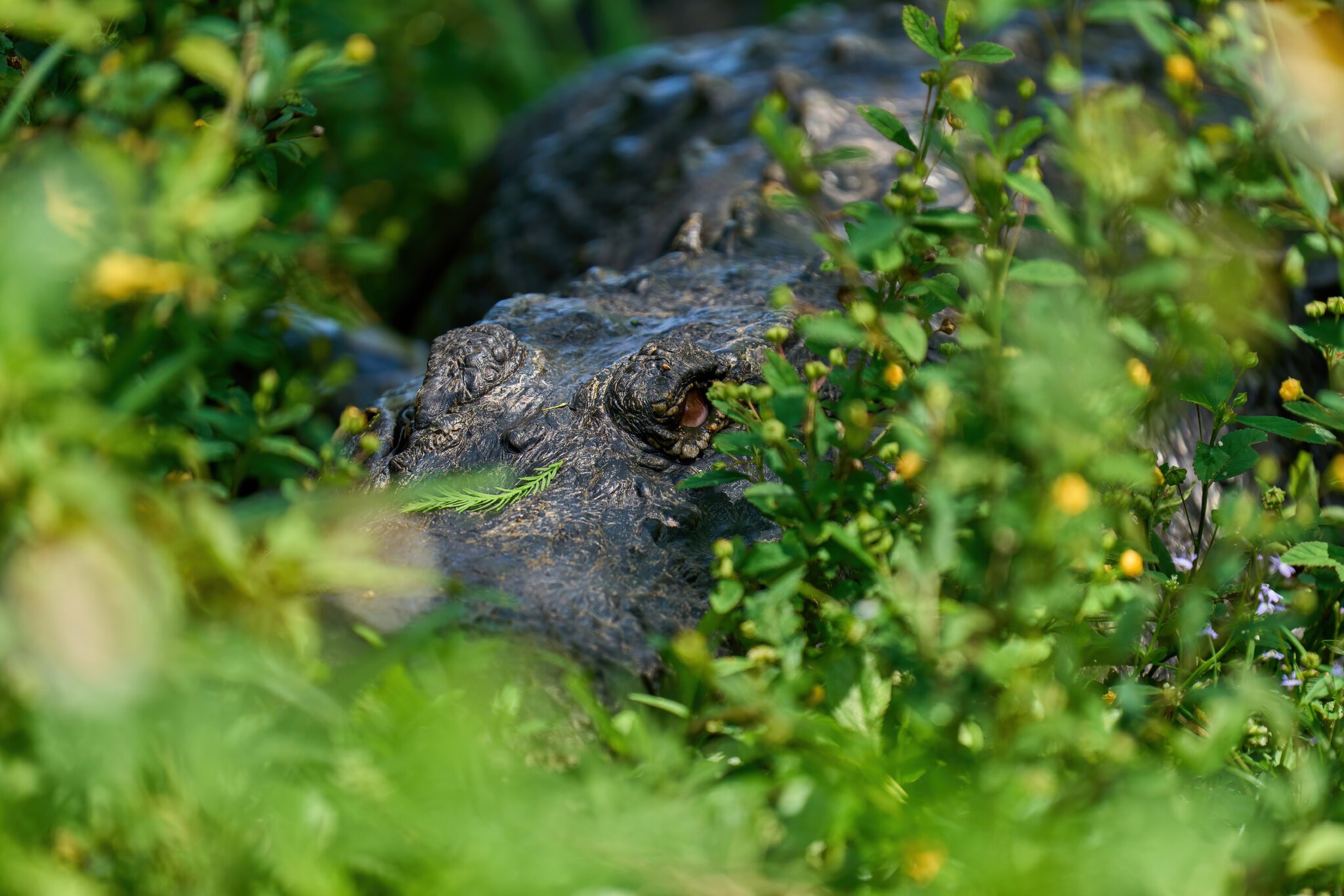 American Alligator - Corkscrew Swamp - 03192022 - 05-DN.jpg