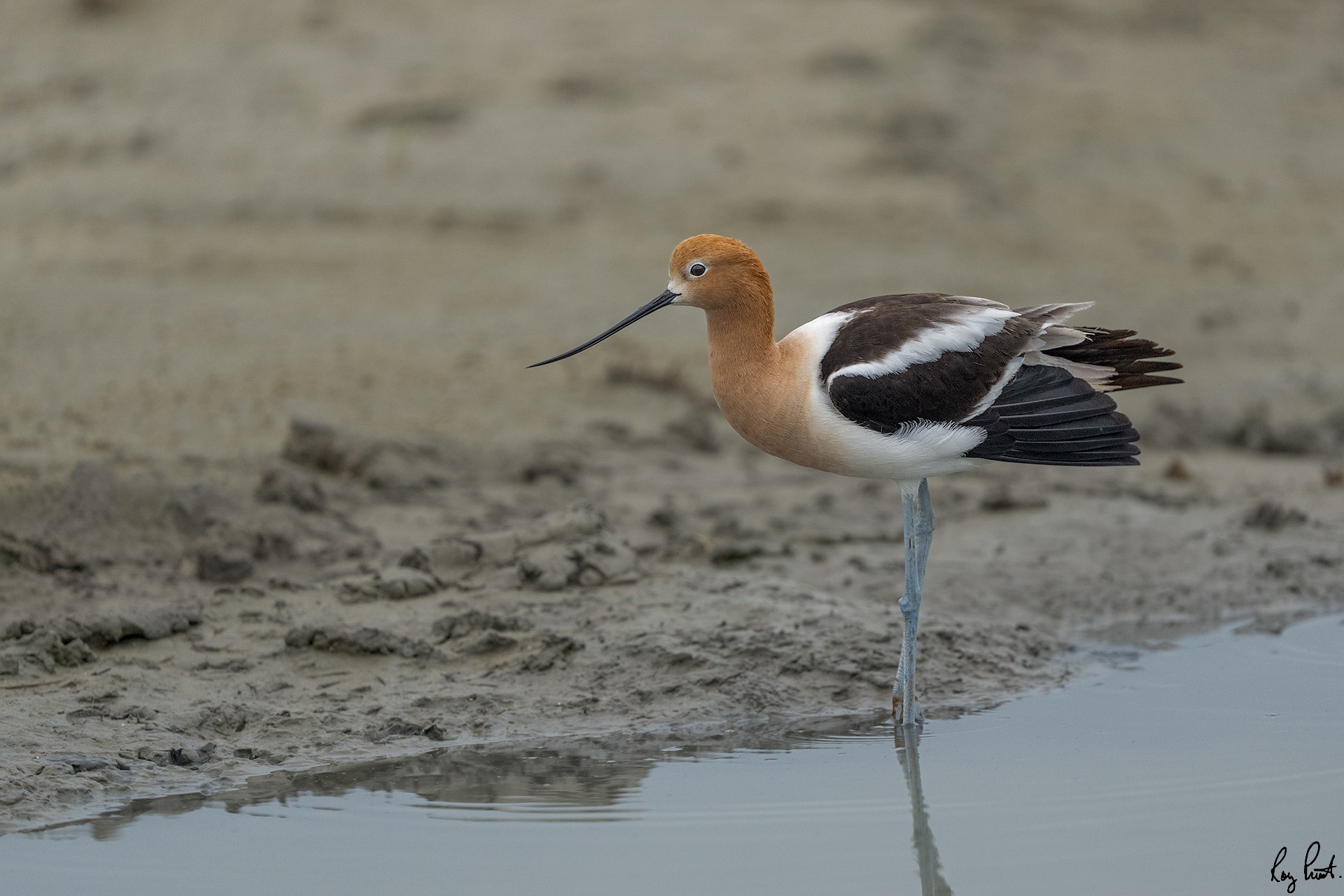 American-Avocet_RP27087.jpg